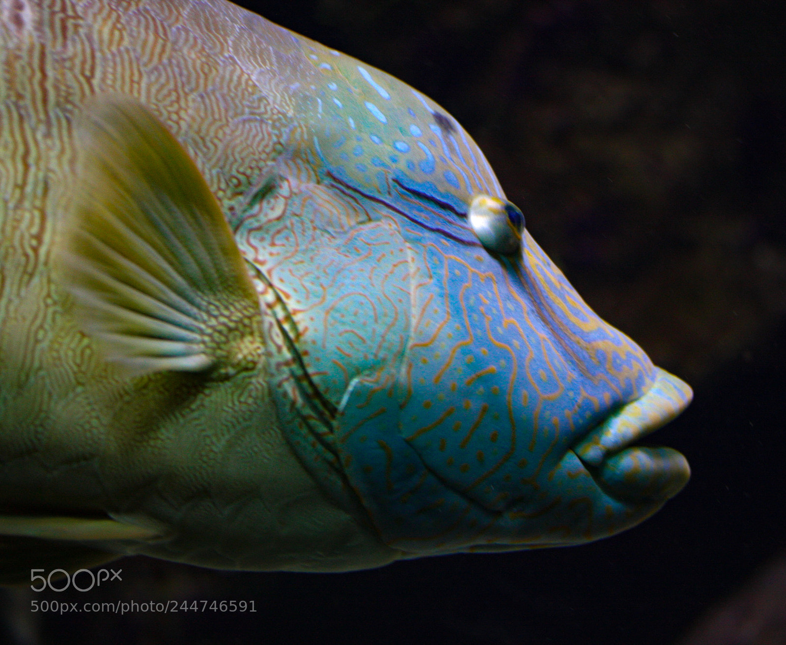 Canon EOS 40D sample photo. Face - fish pattern photography