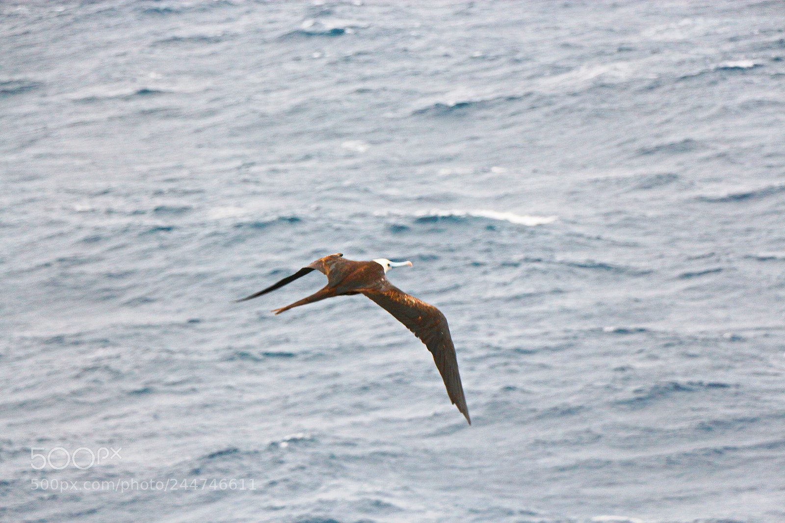 Canon EOS 650D (EOS Rebel T4i / EOS Kiss X6i) sample photo. Flying over the sea photography