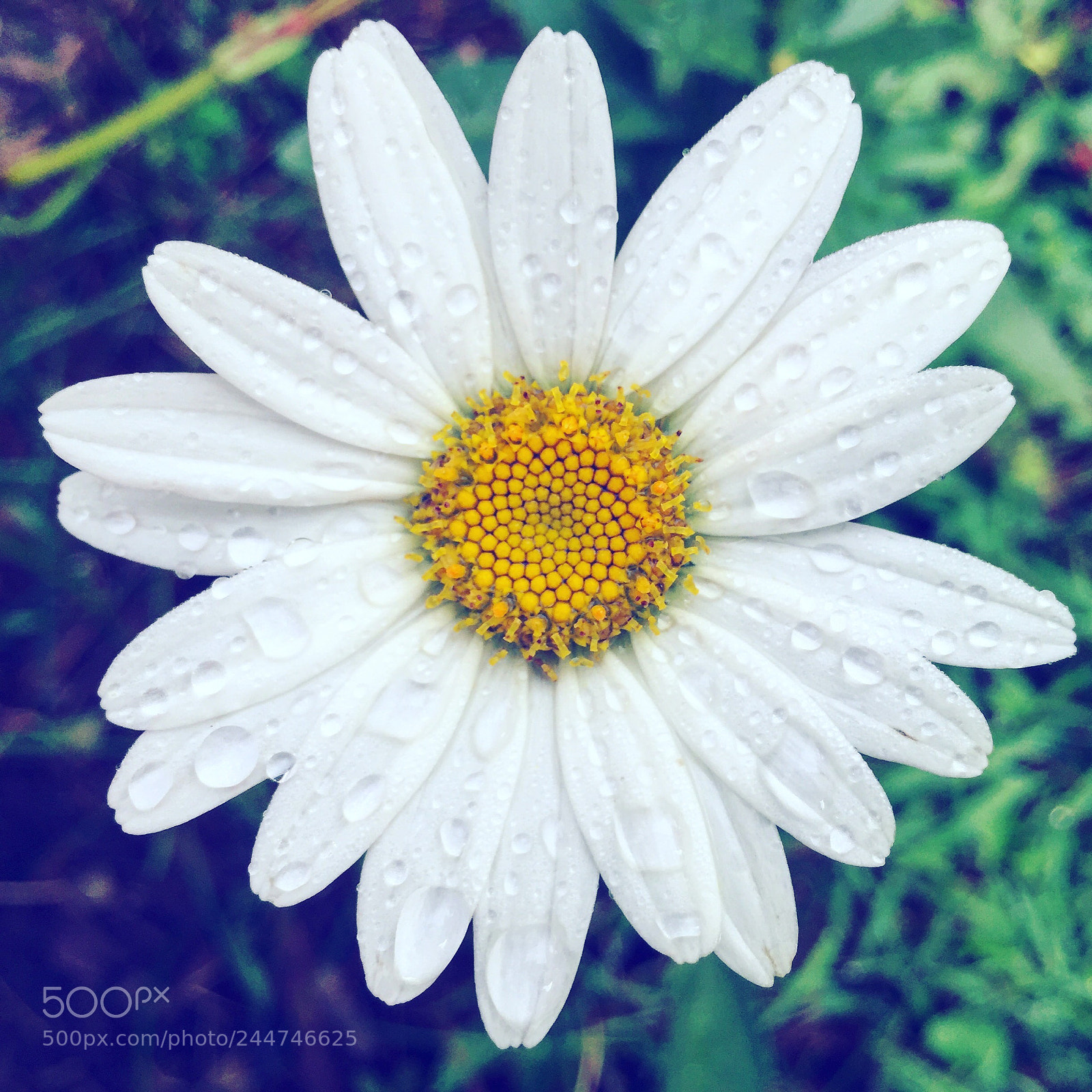 Apple iPhone 6 sample photo. Delightful daisy photography