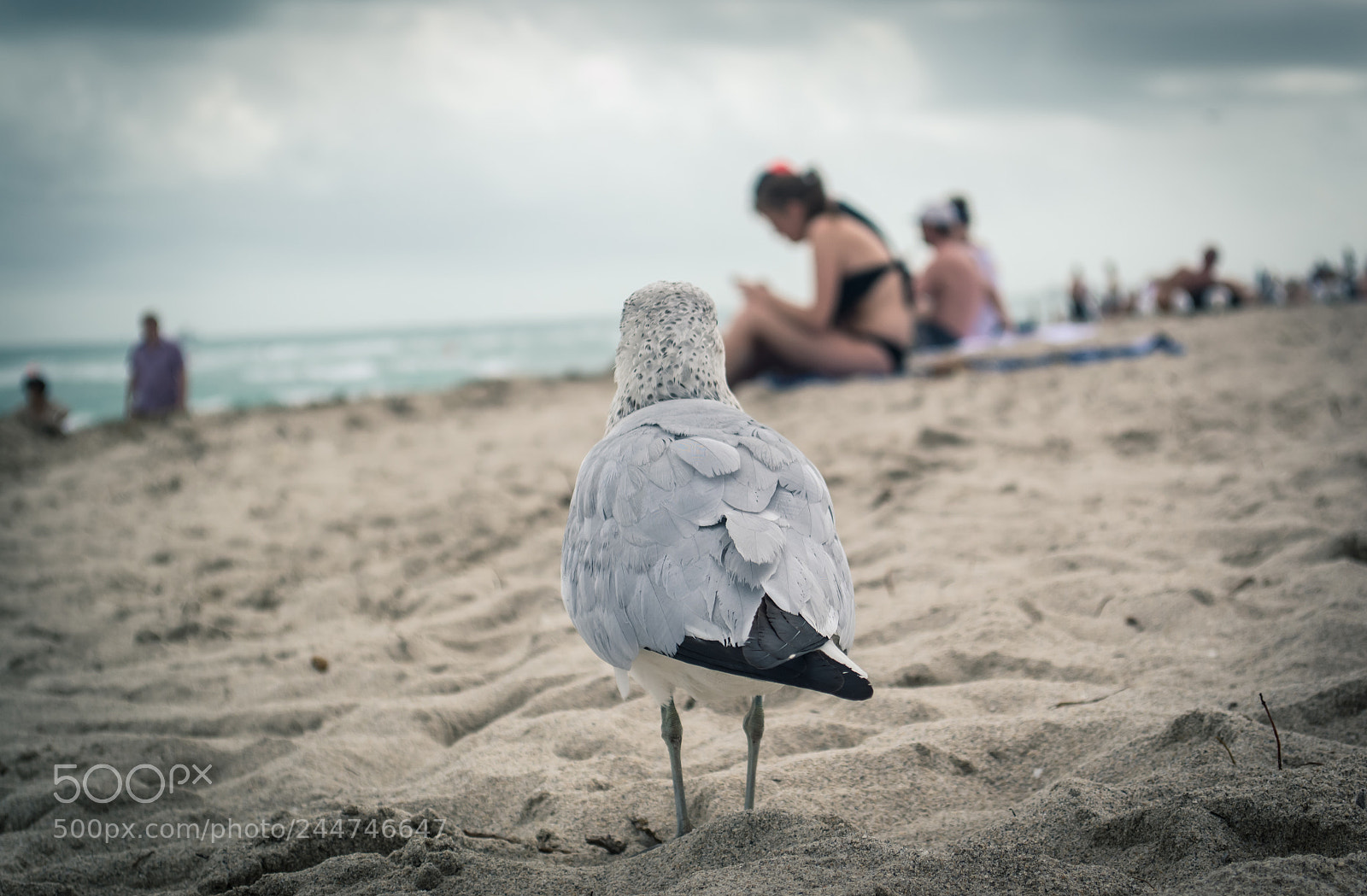 Nikon D3100 sample photo. Seagull #1 photography