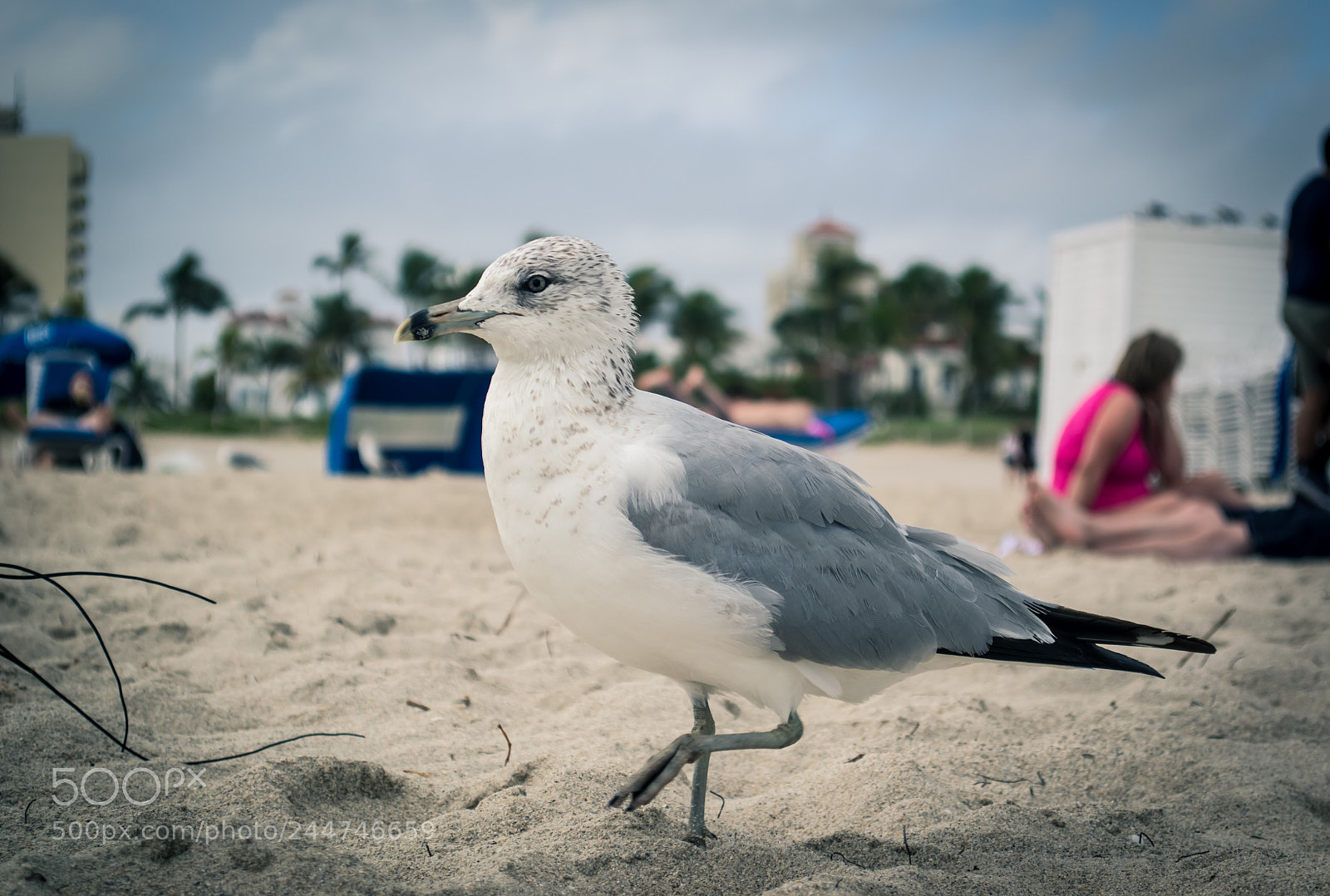 Nikon D3100 sample photo. Seagull #2 photography