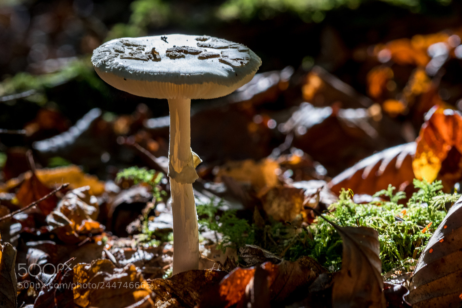 Fujifilm X-T20 sample photo. Amanite photography