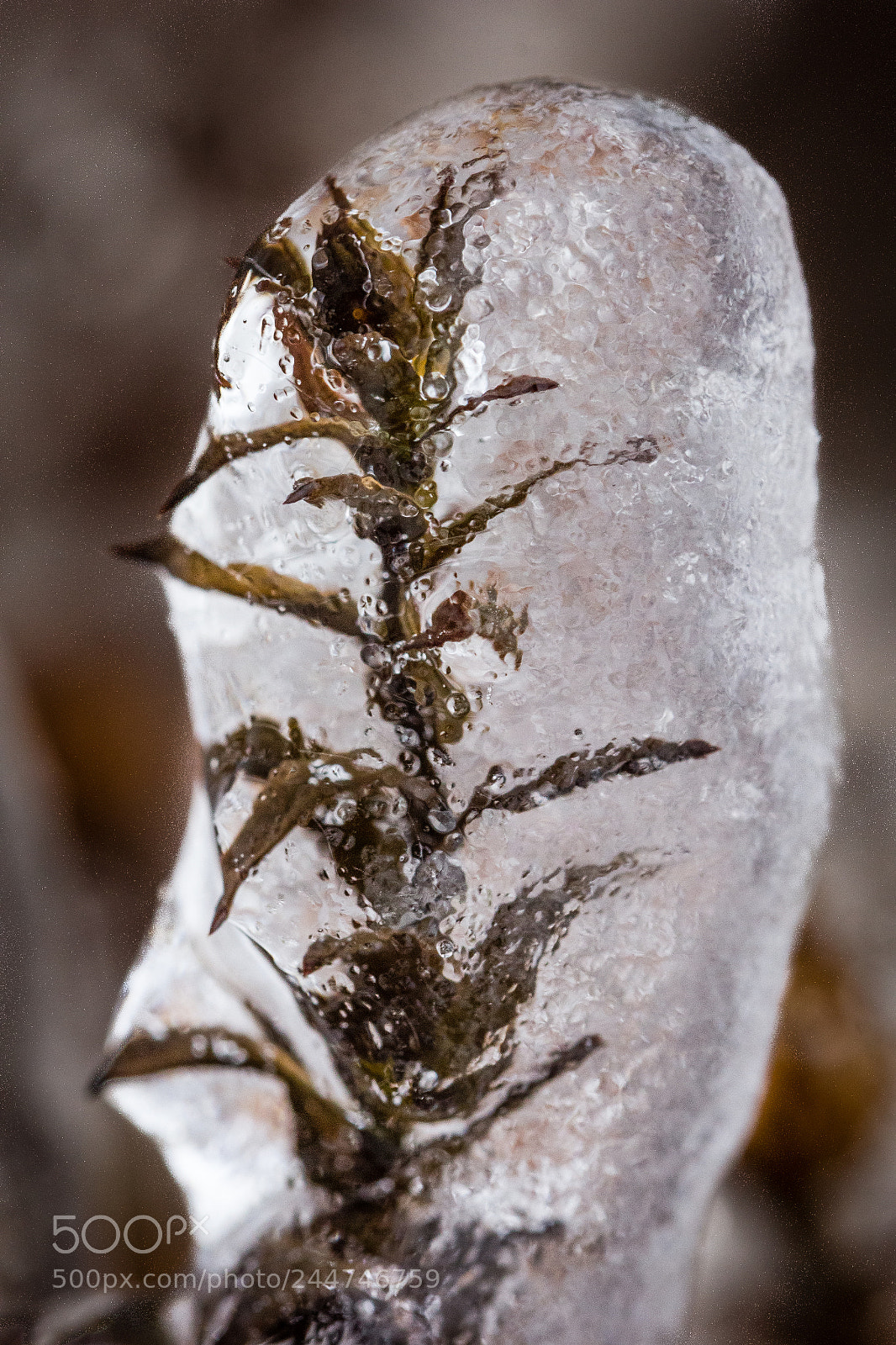 Canon EOS 60D sample photo. Frozen photography