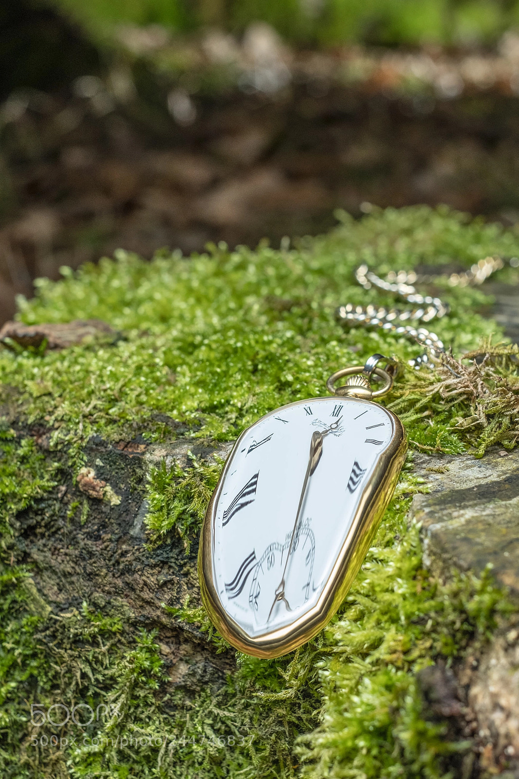 Fujifilm X-T2 sample photo. Dali in the woods photography