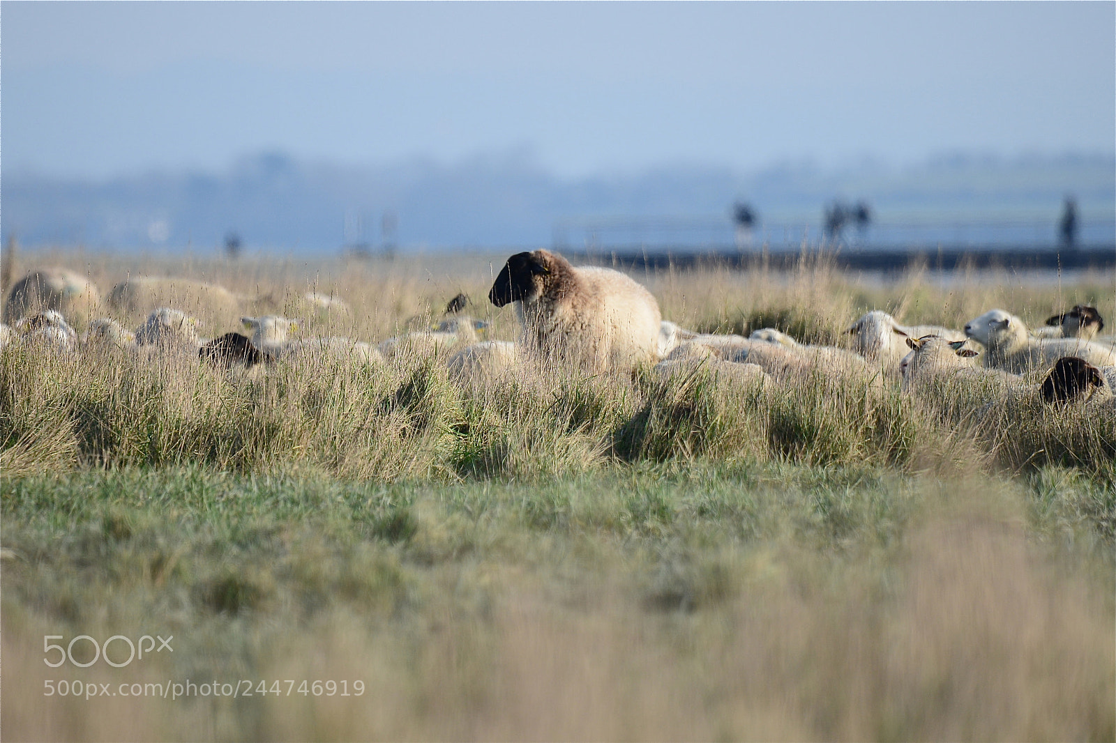 Nikon D610 sample photo. Un mouton, deux moutons... photography