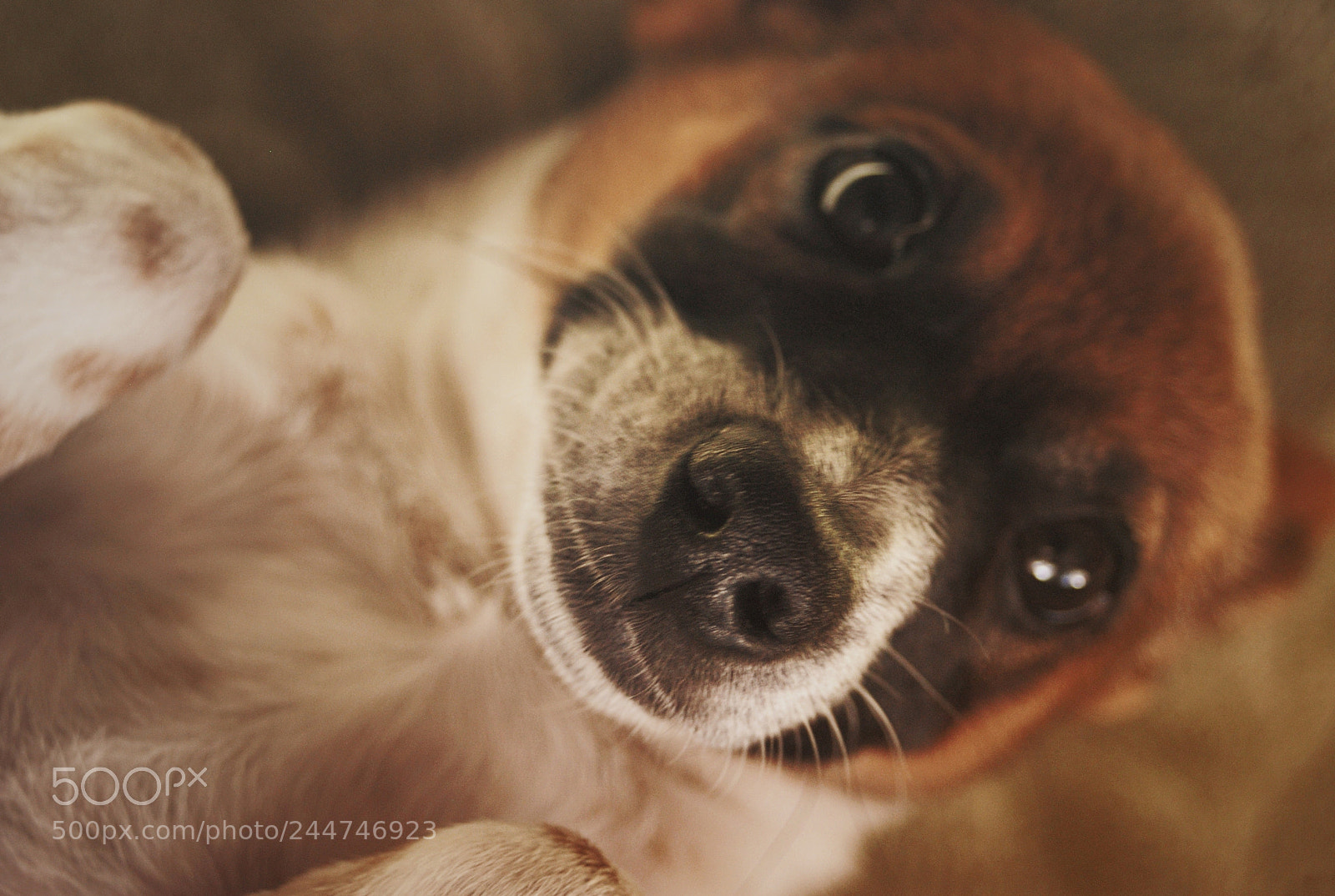 Nikon D80 sample photo. Doggo photography