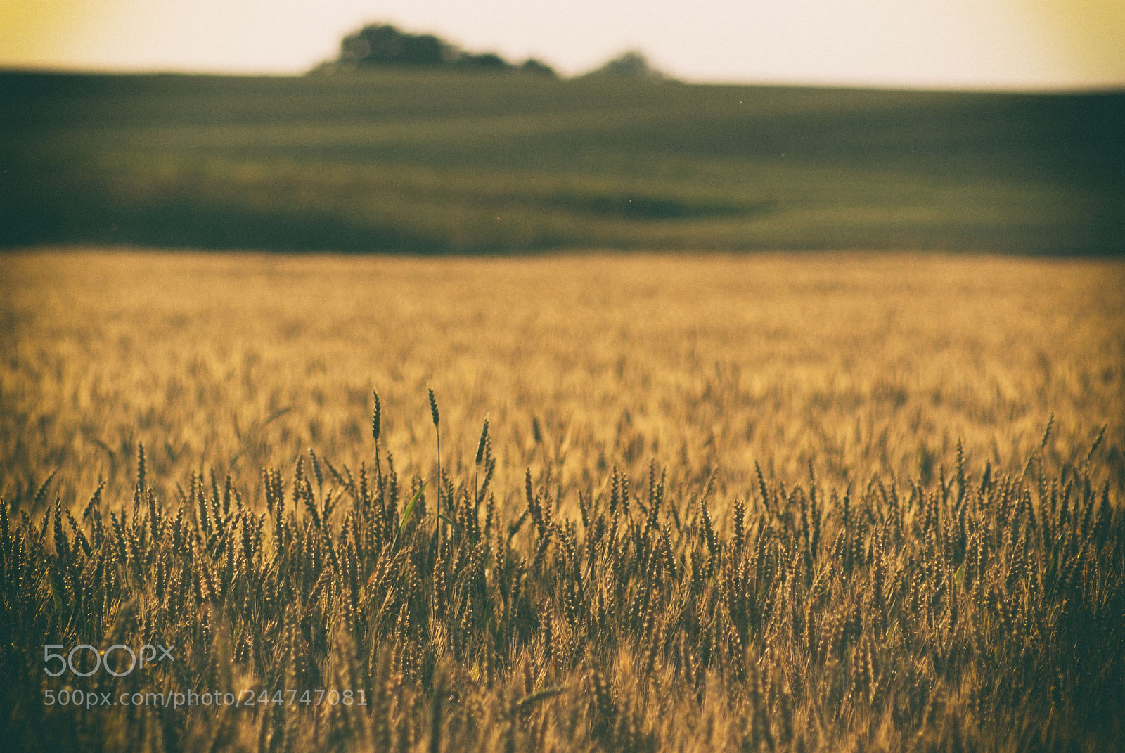 Sony Alpha DSLR-A200 sample photo. Fields of gold photography