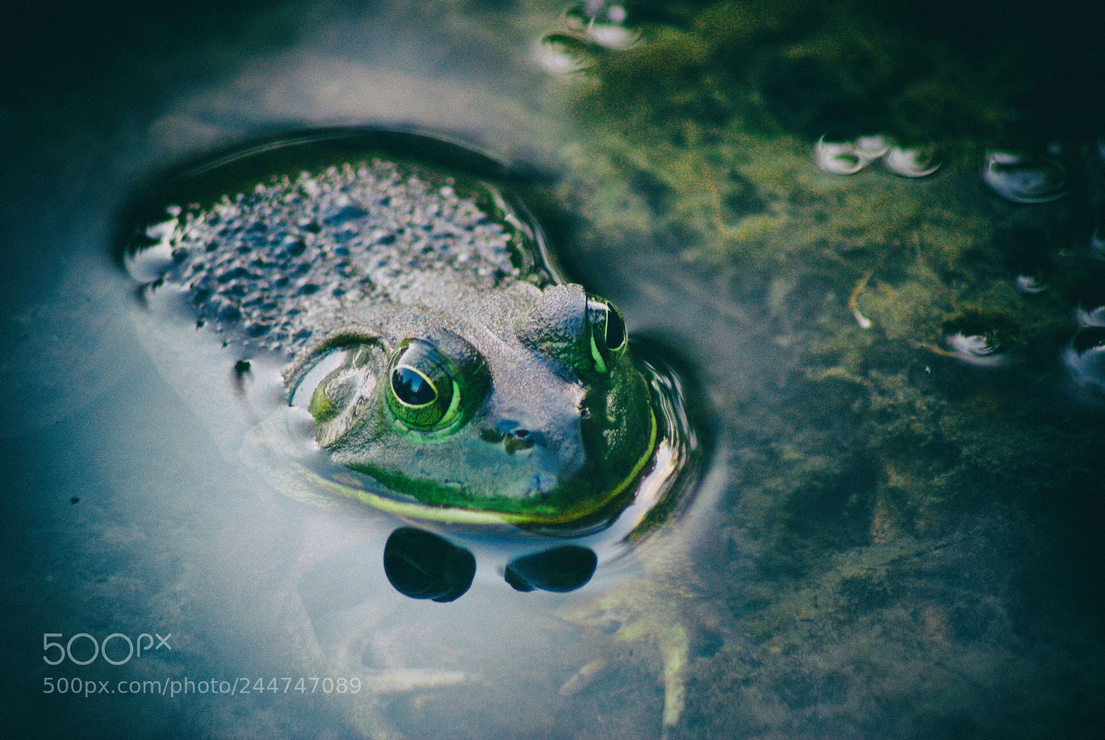 Sony Alpha DSLR-A200 sample photo. Frog pond photography