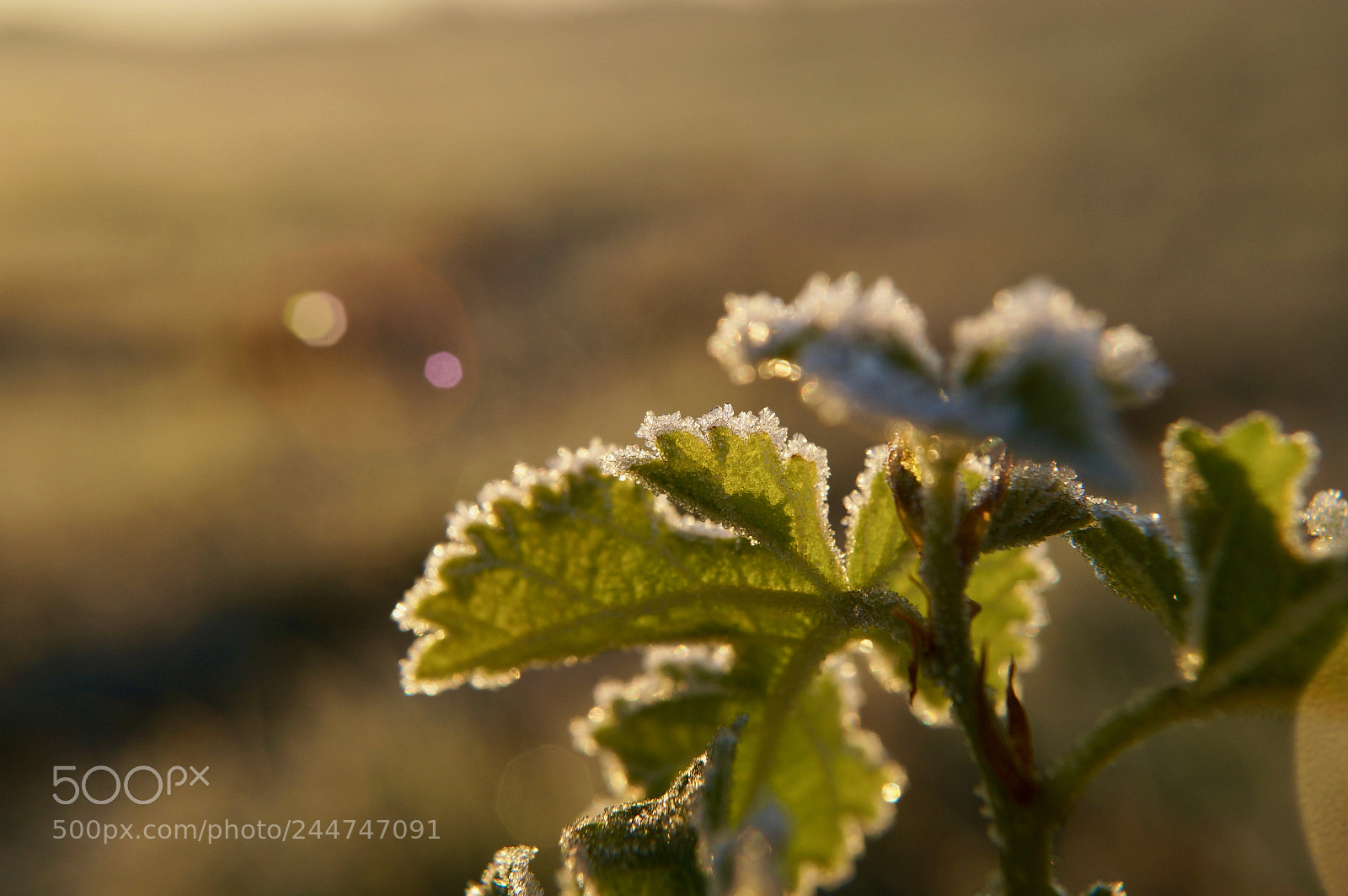 Sony SLT-A57 sample photo. Frosty photography