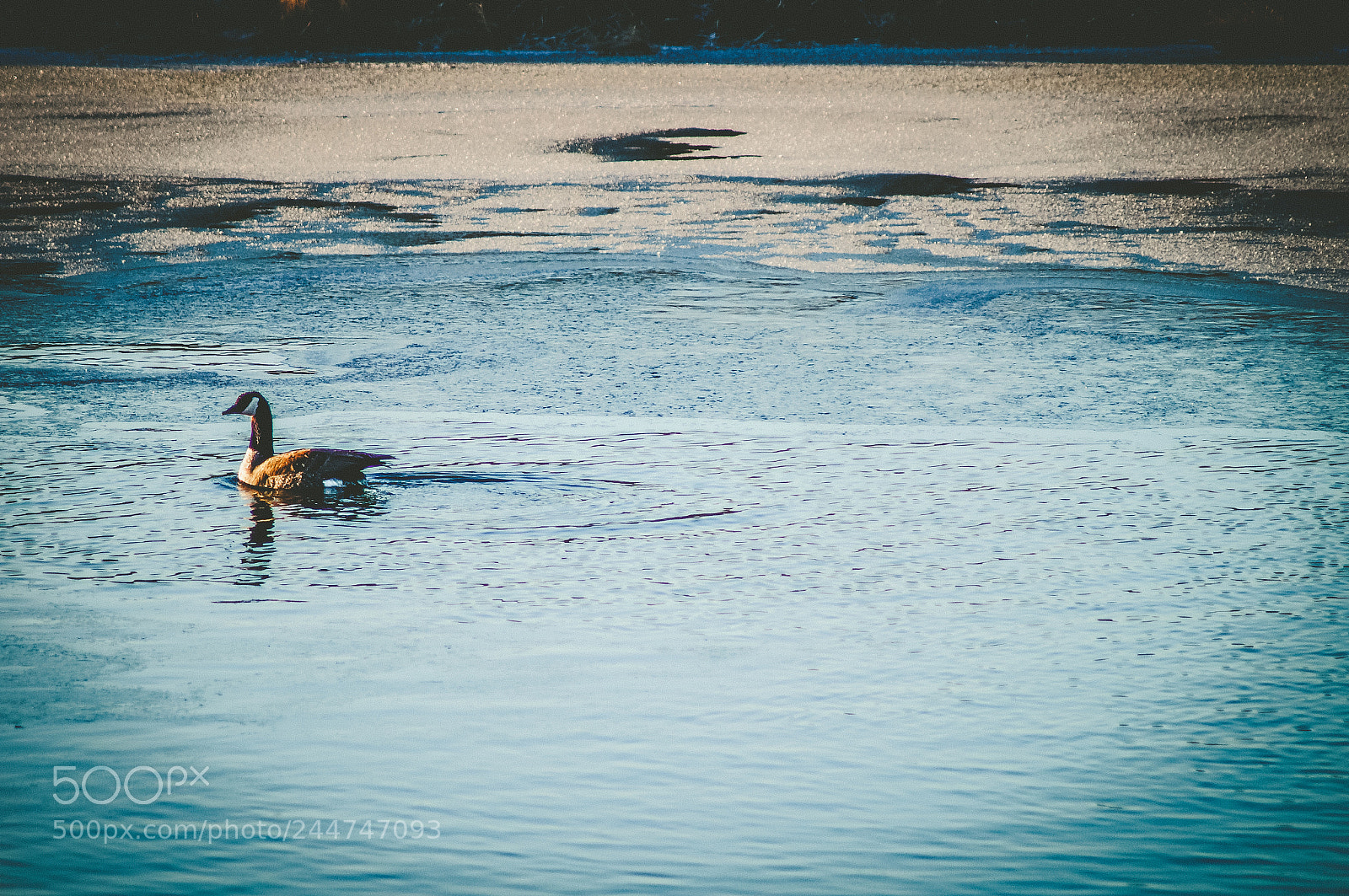 Sony SLT-A57 sample photo. Goose on water photography