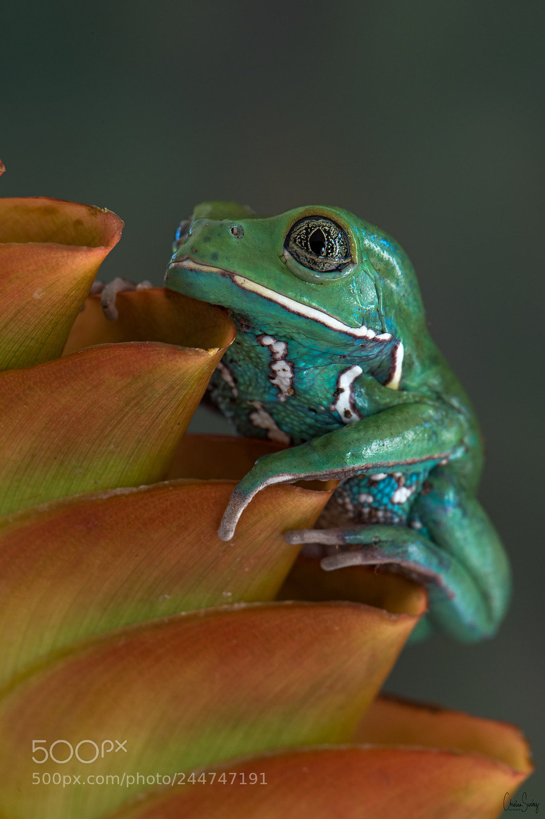 Nikon D4 sample photo. Waxy monkey tree frog photography