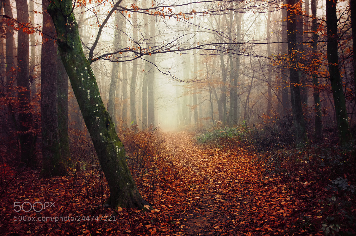 Nikon D5100 sample photo. Fading autumn vi. photography