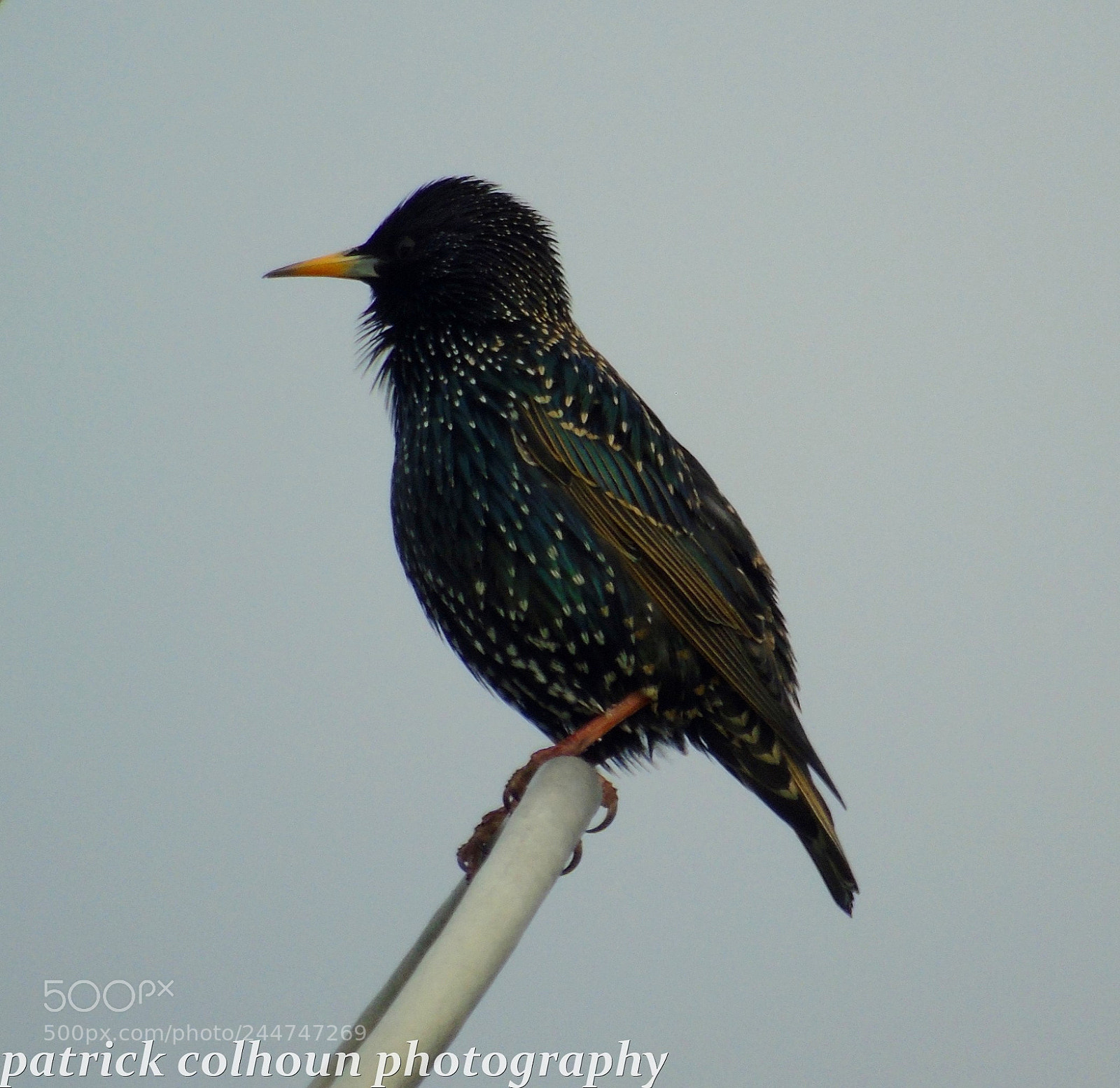 Sony Cyber-shot DSC-H400 sample photo. Starling photography
