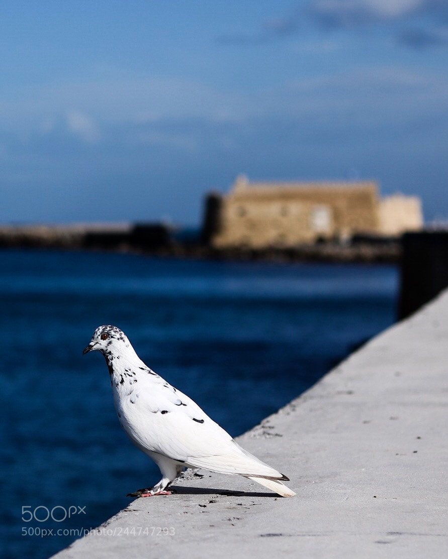 Canon EOS 750D (EOS Rebel T6i / EOS Kiss X8i) sample photo. Blue freedom. photography