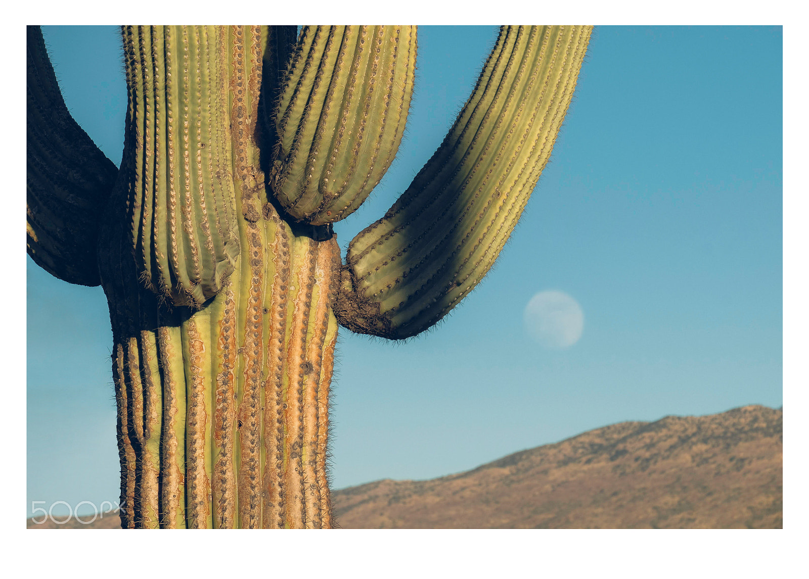 Fujifilm X-T2 sample photo. Saguaro national park photography