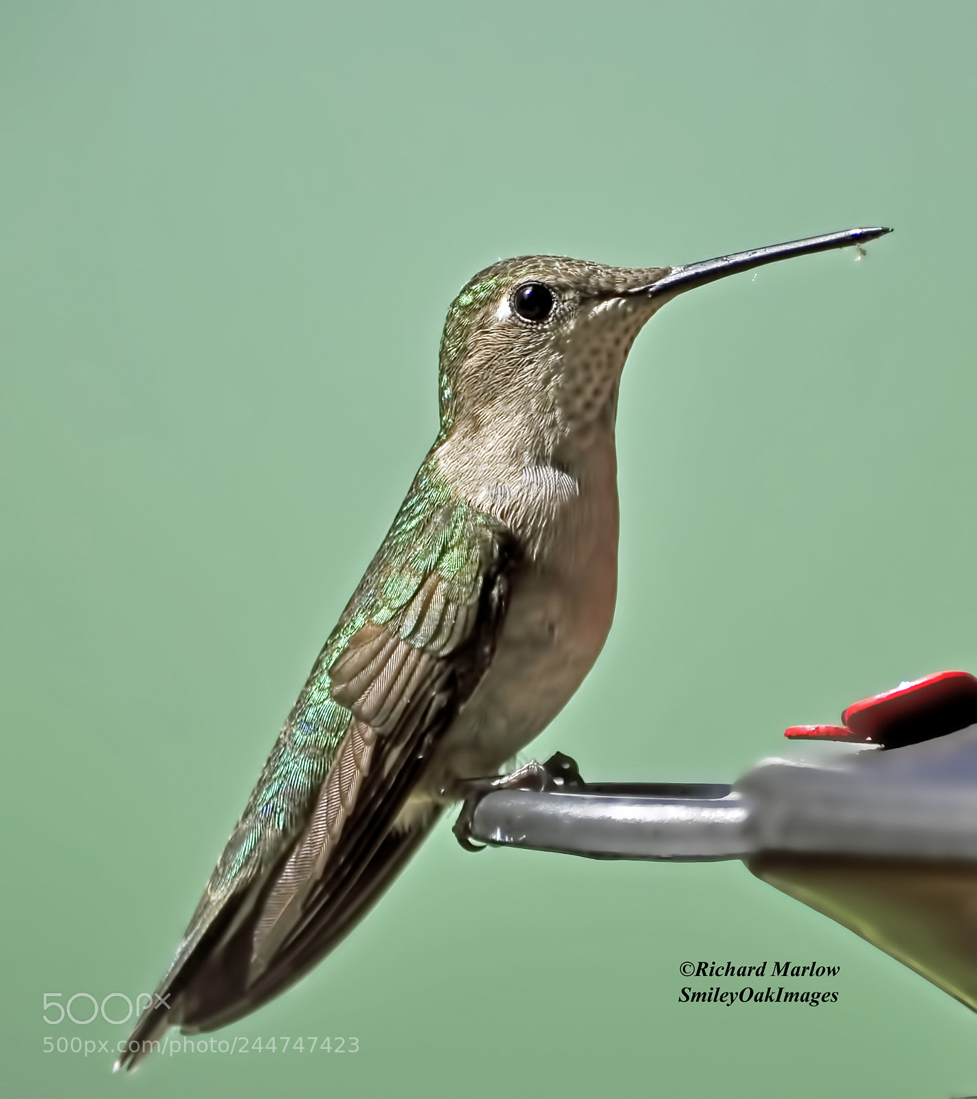 Nikon D5000 sample photo. Hummingbird photography