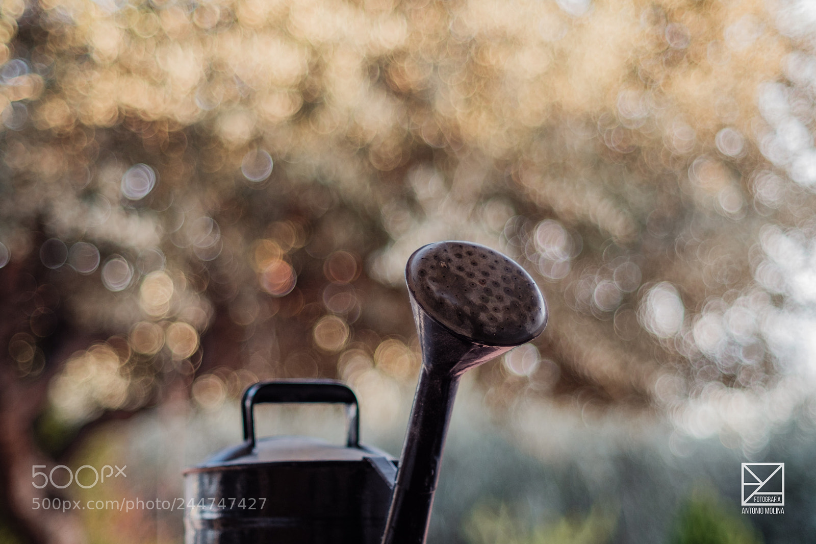 Fujifilm X-T20 sample photo. Regando el bokeh photography