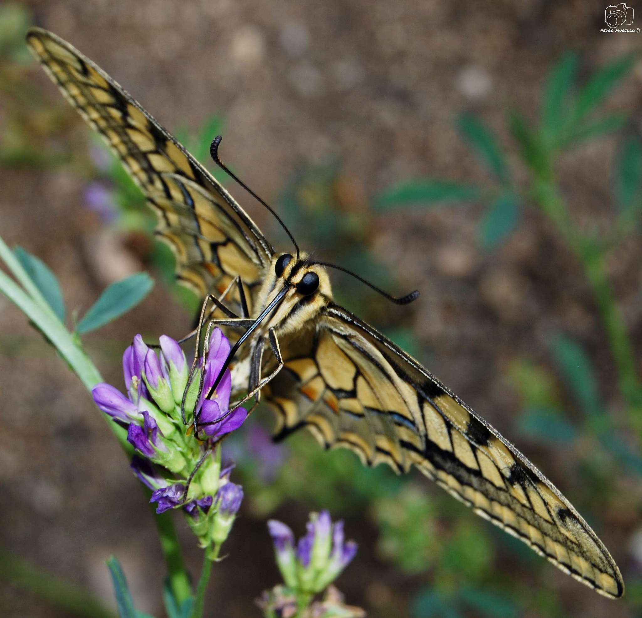 Nikon D60 sample photo