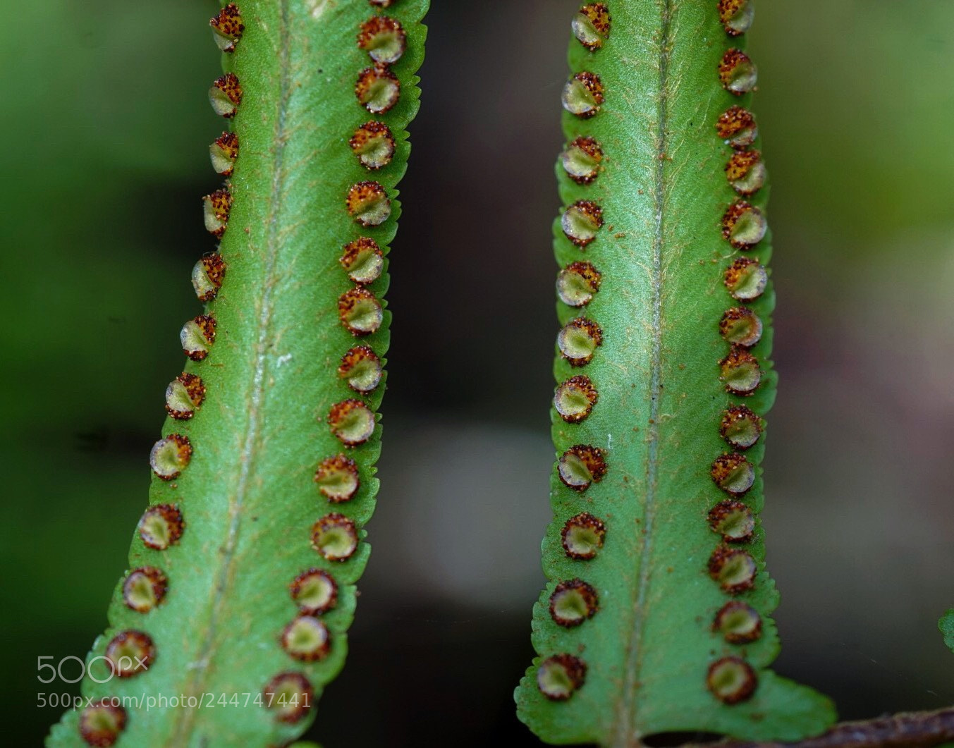 Sony a5100 sample photo. Fern photography