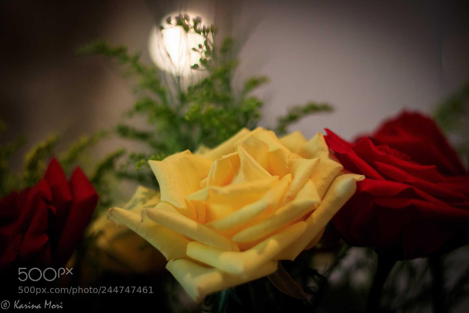 Canon EOS 750D (EOS Rebel T6i / EOS Kiss X8i) sample photo. Roses photography