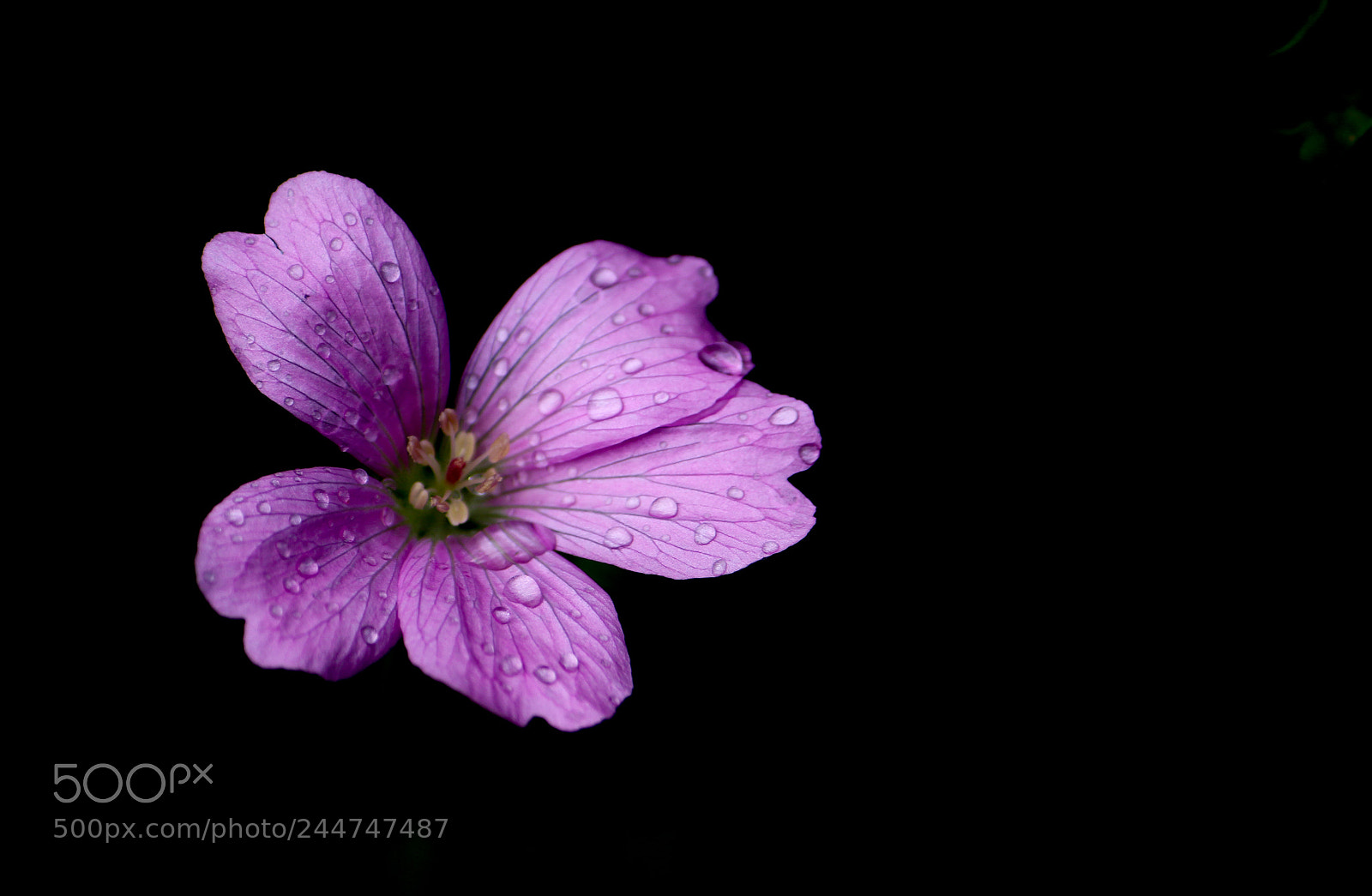 Canon EOS 650D (EOS Rebel T4i / EOS Kiss X6i) sample photo. Geranium photography