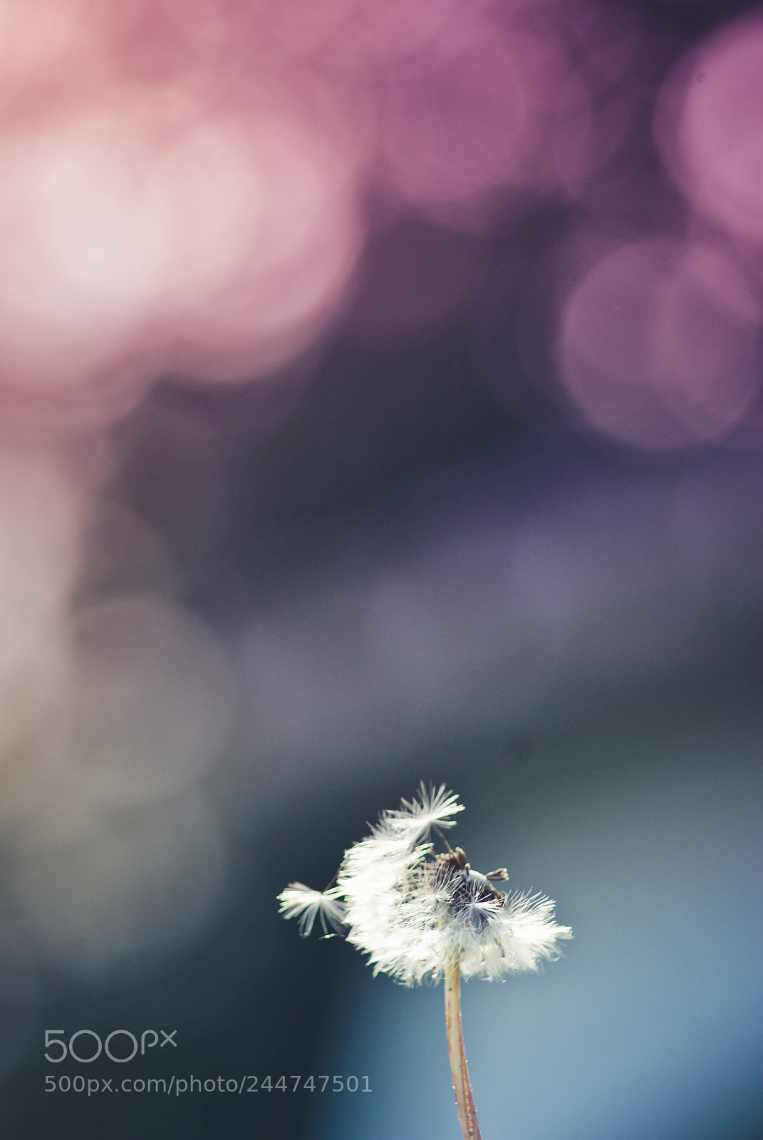 Sony Alpha DSLR-A200 sample photo. Make a wish photography