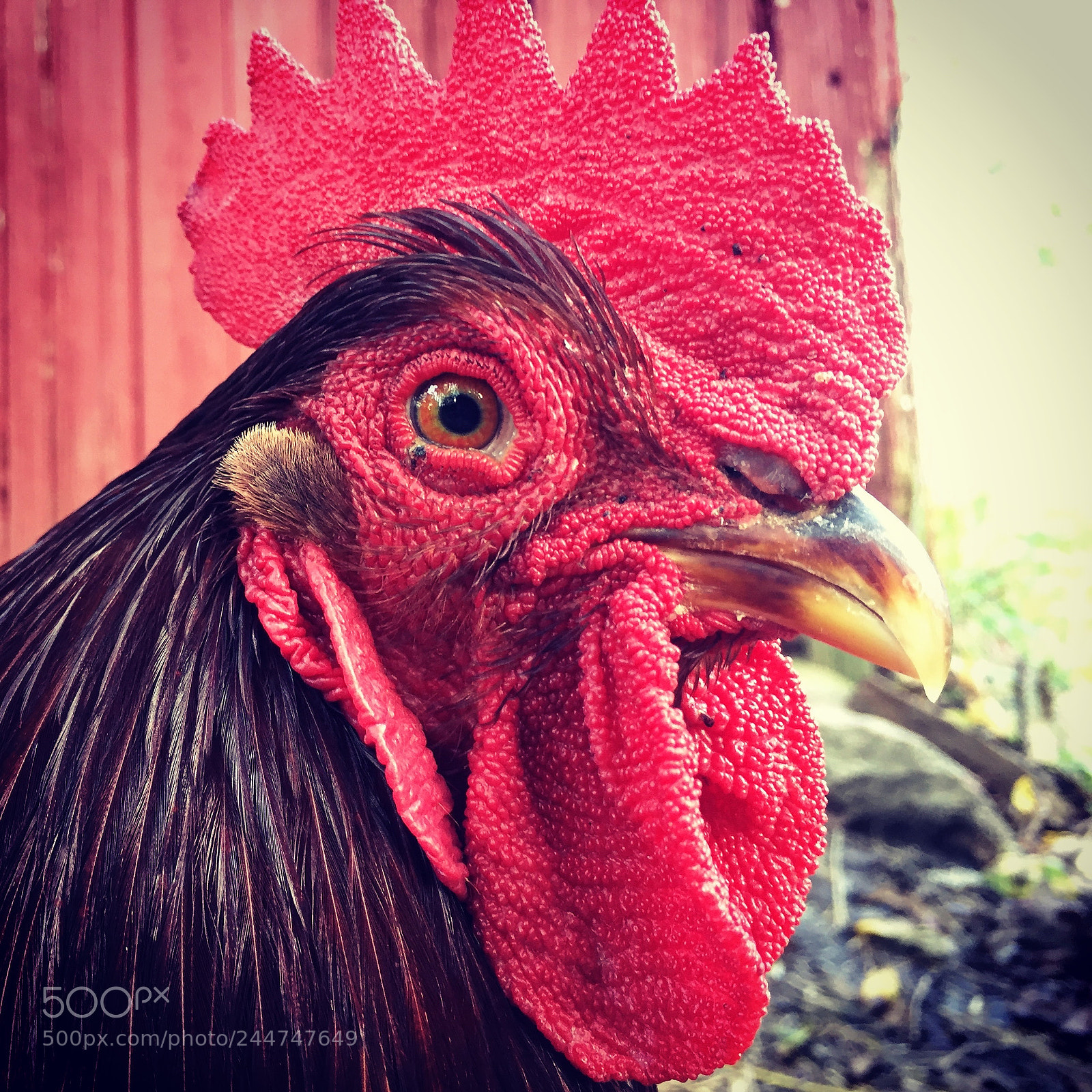 Apple iPhone 6 sample photo. Ole red photography