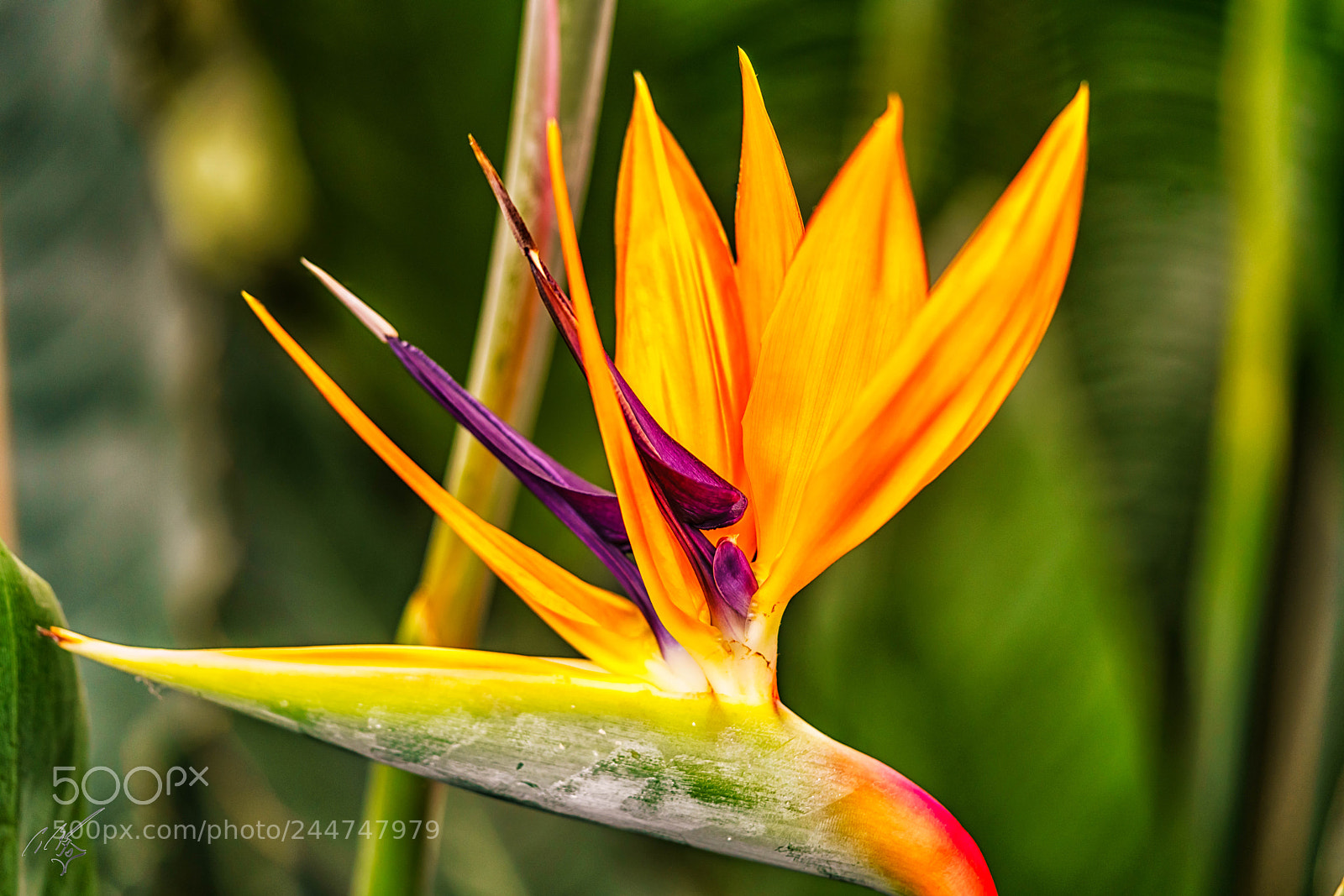 Sony a7R II sample photo. Bird of paradise photography