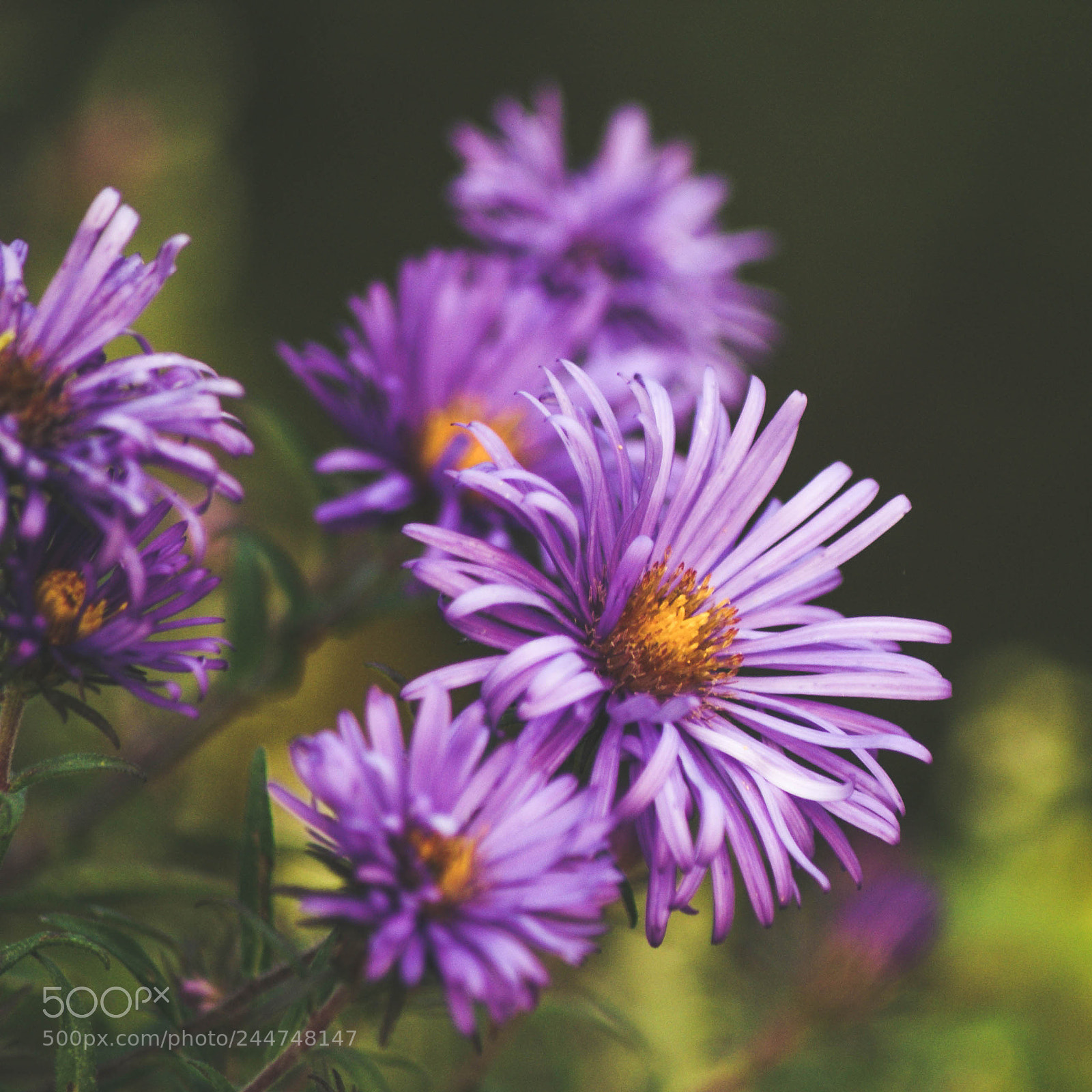 Sony Alpha DSLR-A200 sample photo. Purple flowers photography