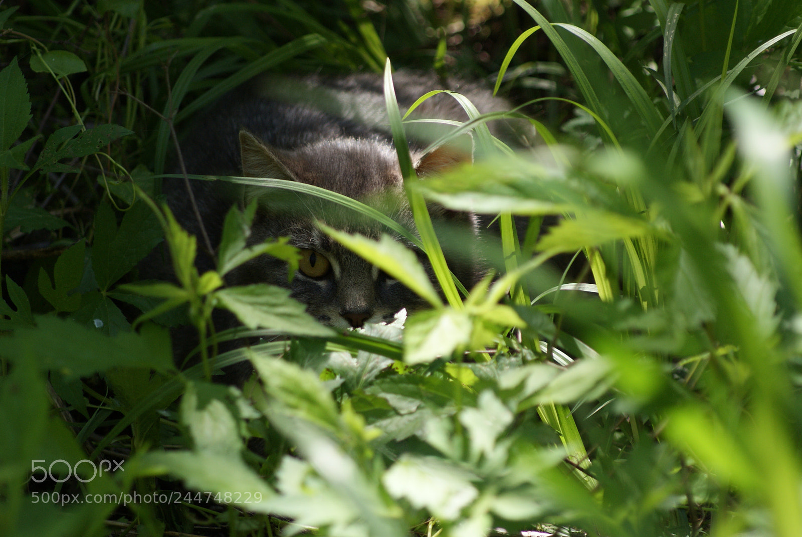 Sony Alpha DSLR-A200 sample photo. Ready to pounce photography