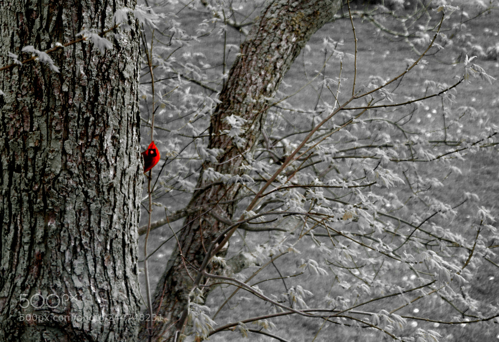 Sony Alpha DSLR-A200 sample photo. Red bird photography