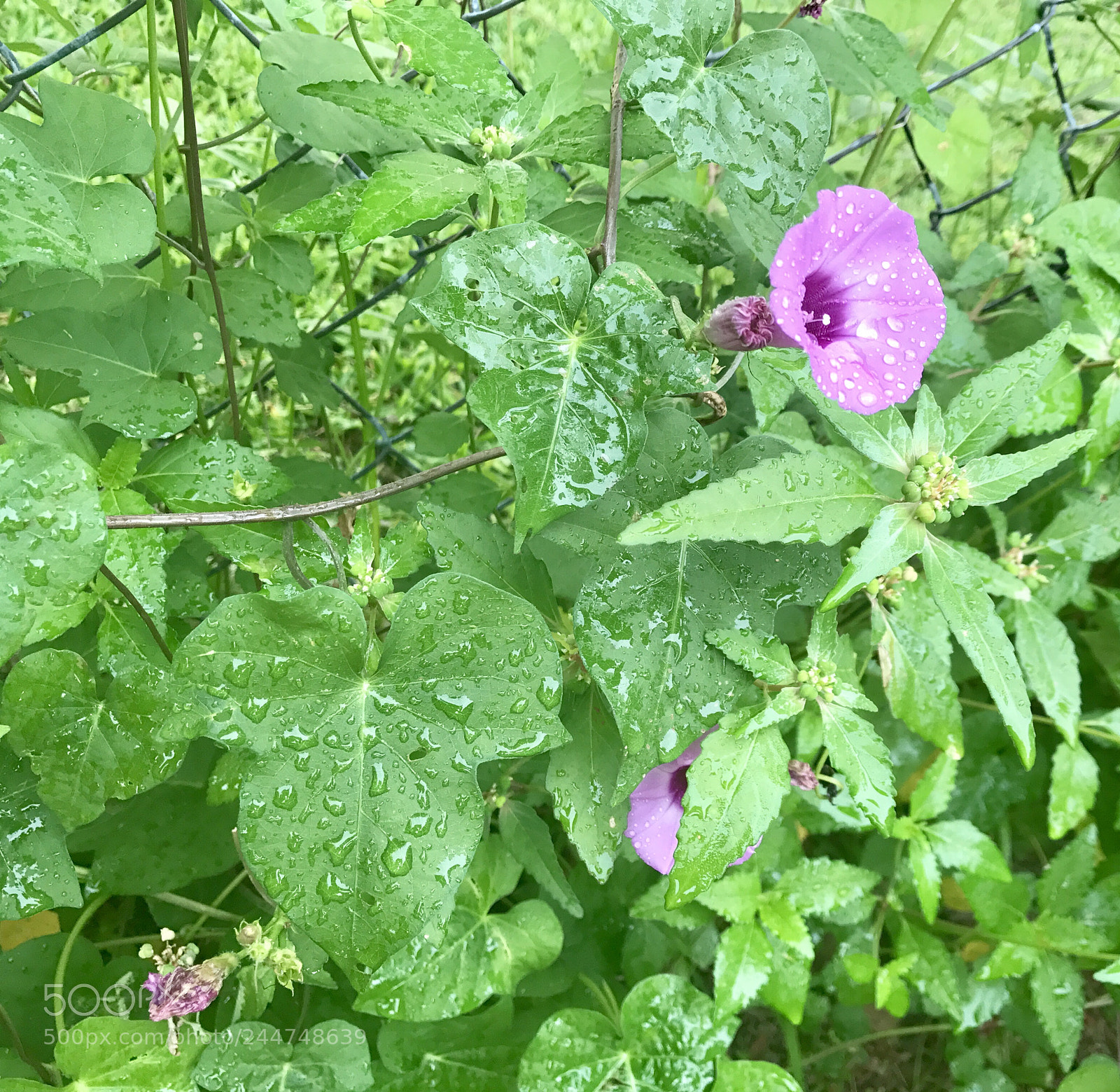 Apple iPhone 7 Plus sample photo. After the rain photography