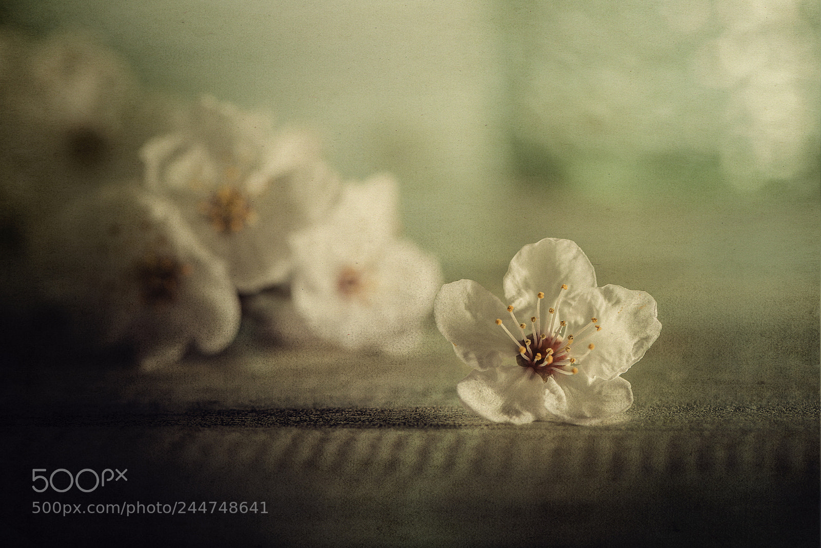 Nikon D600 sample photo. Happiness blooms from within photography