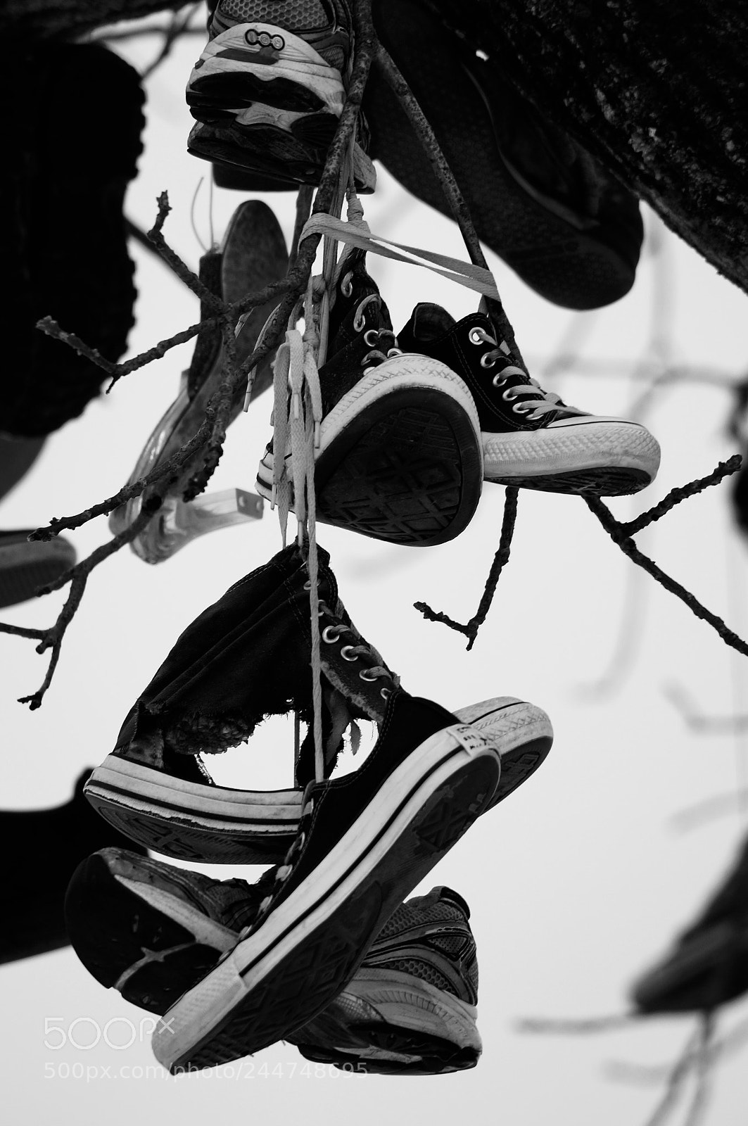 Sony SLT-A57 sample photo. Shoe tree photography