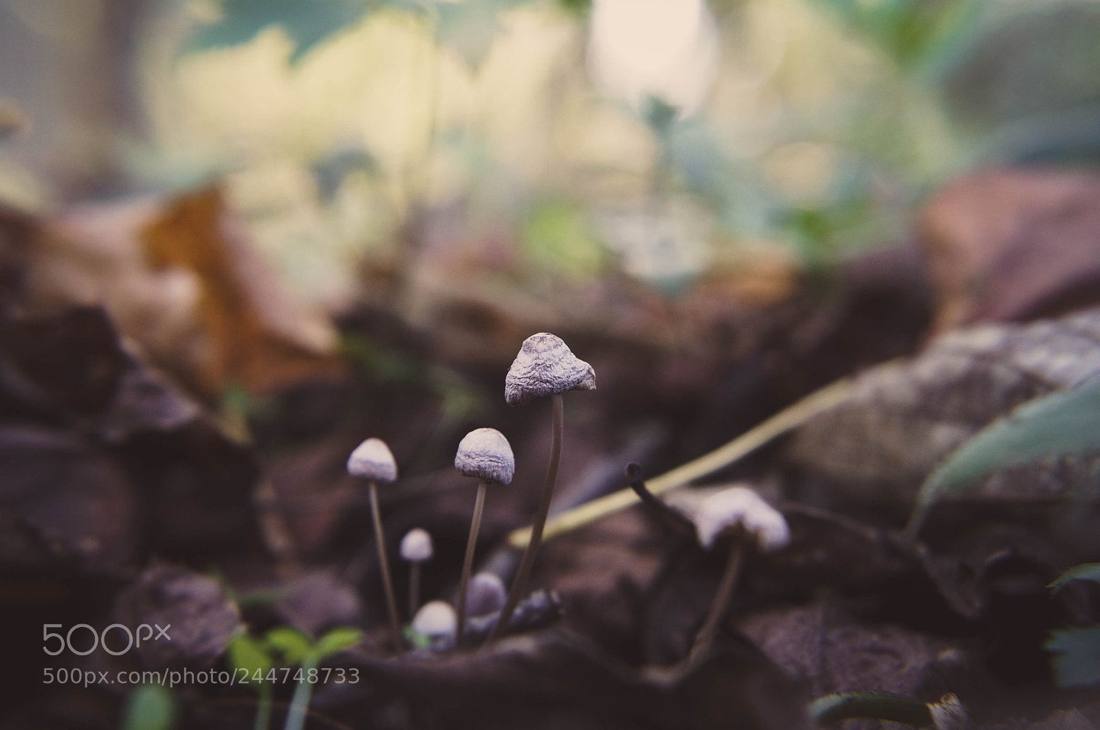 Sony SLT-A57 sample photo. Shrooms photography