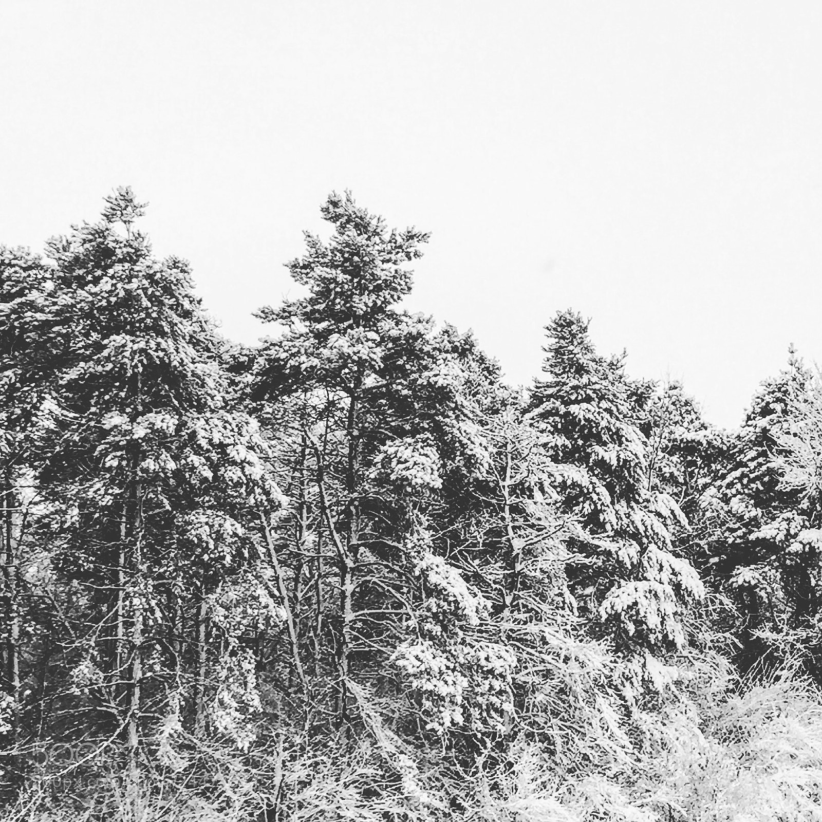 Apple iPhone 6 sample photo. Snow pines photography