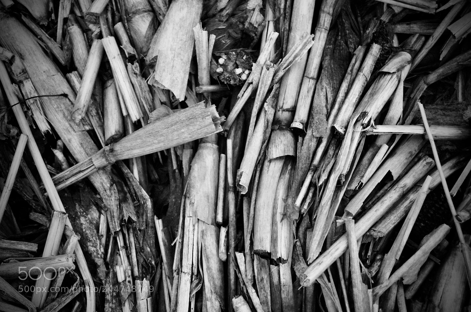 Sony SLT-A57 sample photo. Corn stalks photography