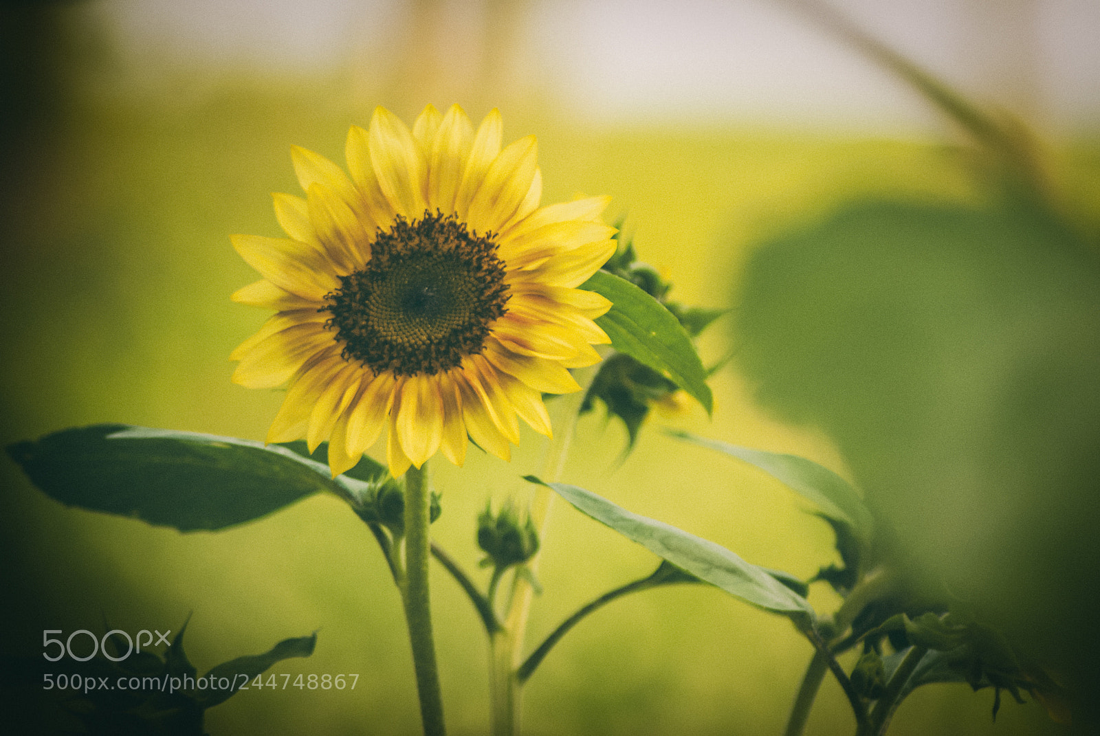 Sony Alpha DSLR-A200 sample photo. Sunflower photography