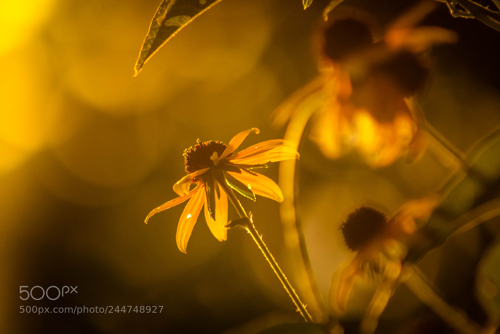Sony Alpha DSLR-A200 sample photo. Sun-kissed blackeye photography