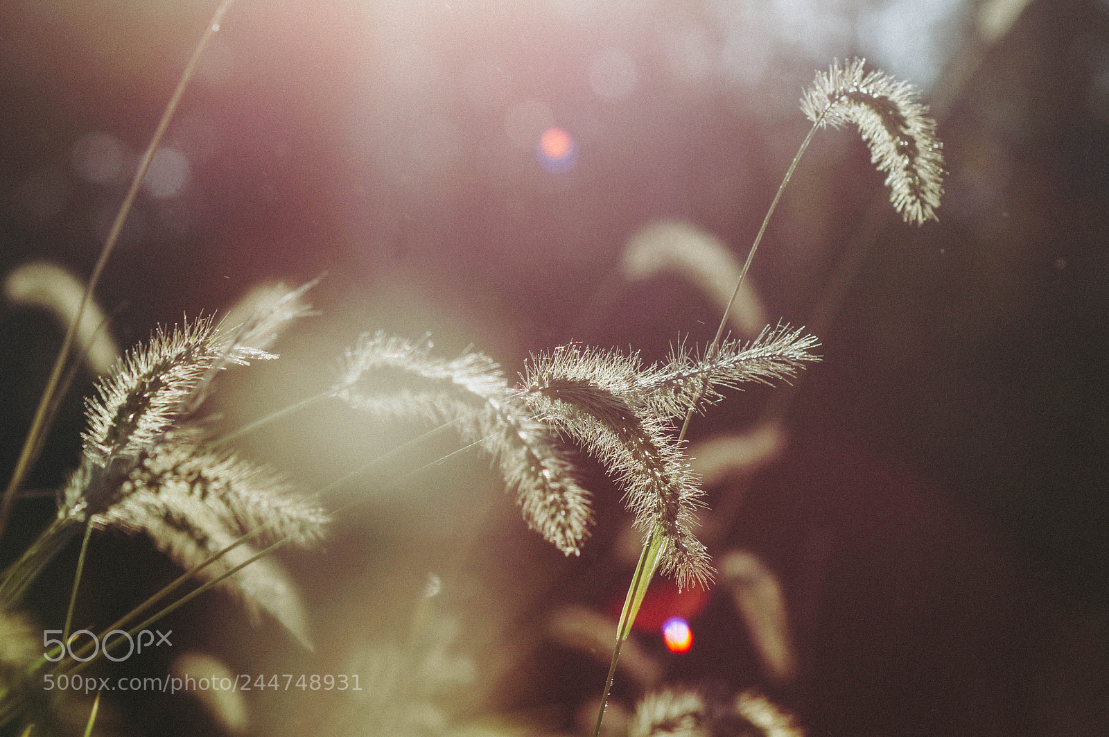 Sony SLT-A57 sample photo. Weeds in the sun photography