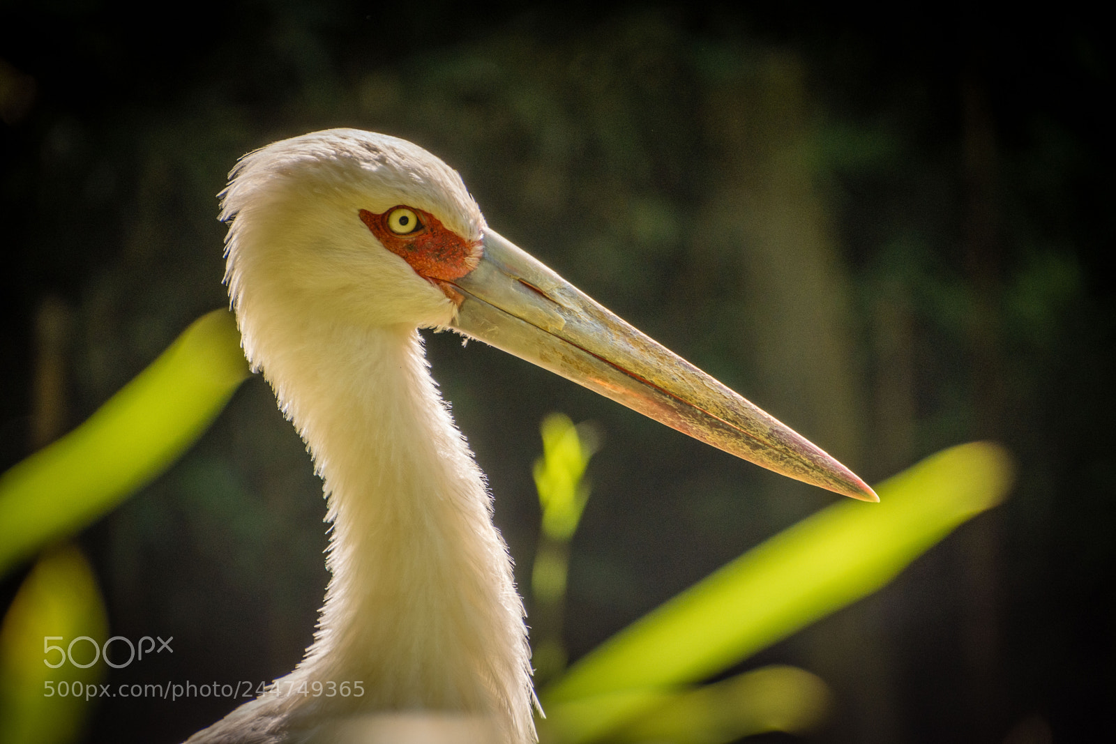 Nikon D7200 sample photo. Maguari stork photography