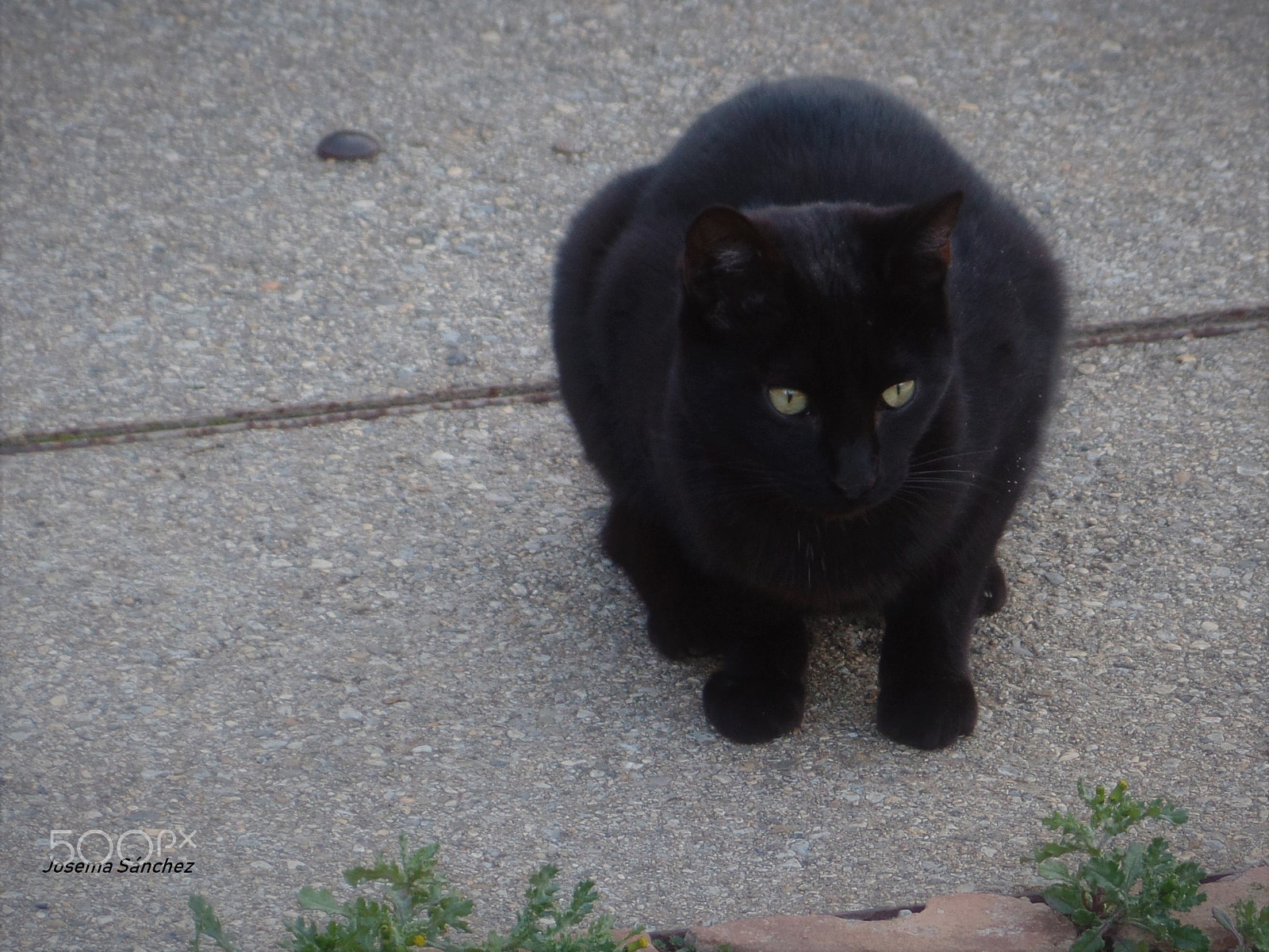 Samsung WB350F/WB351F/WB352F sample photo. Gato. photography