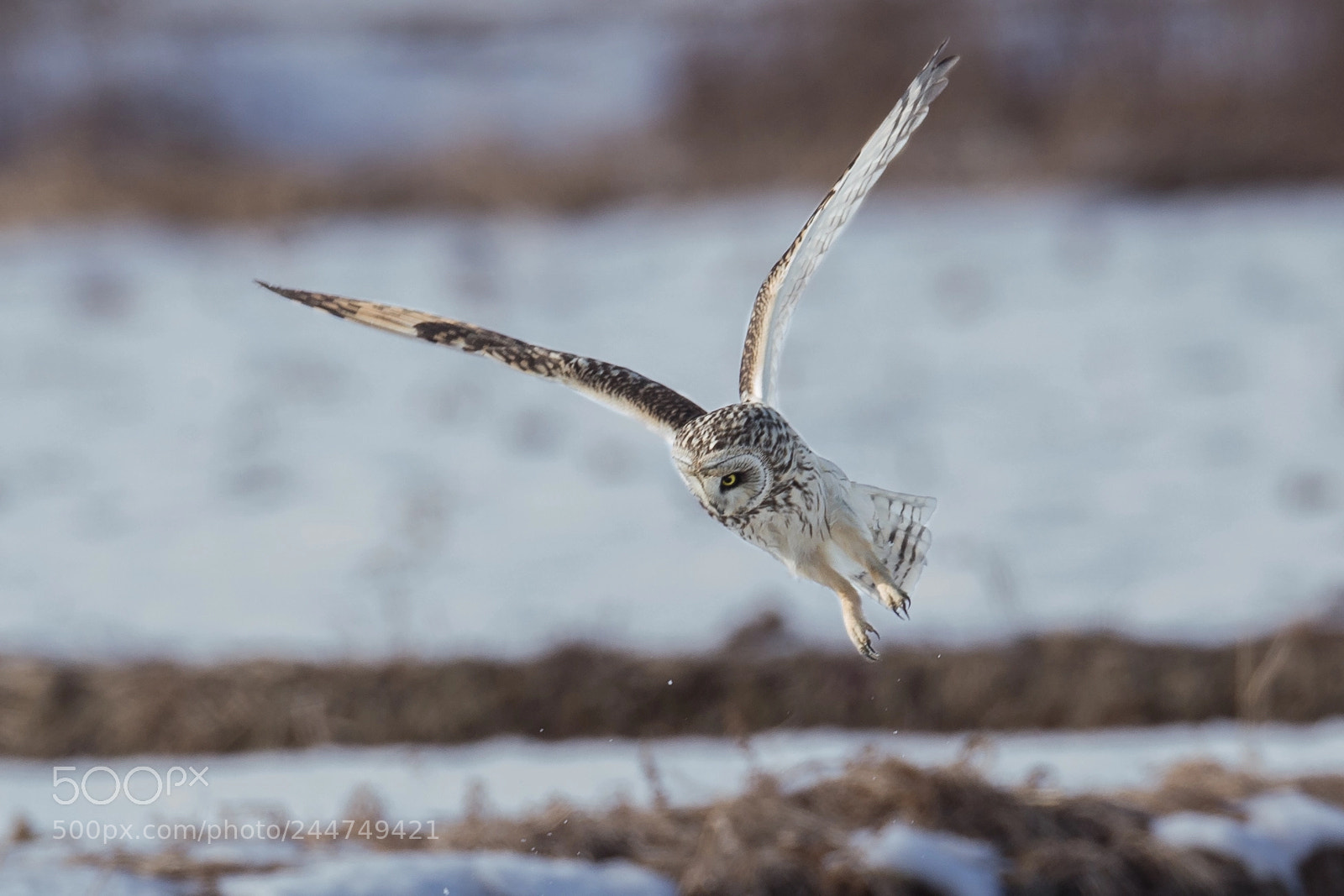 Canon EOS-1D X sample photo. 変な奴 photography
