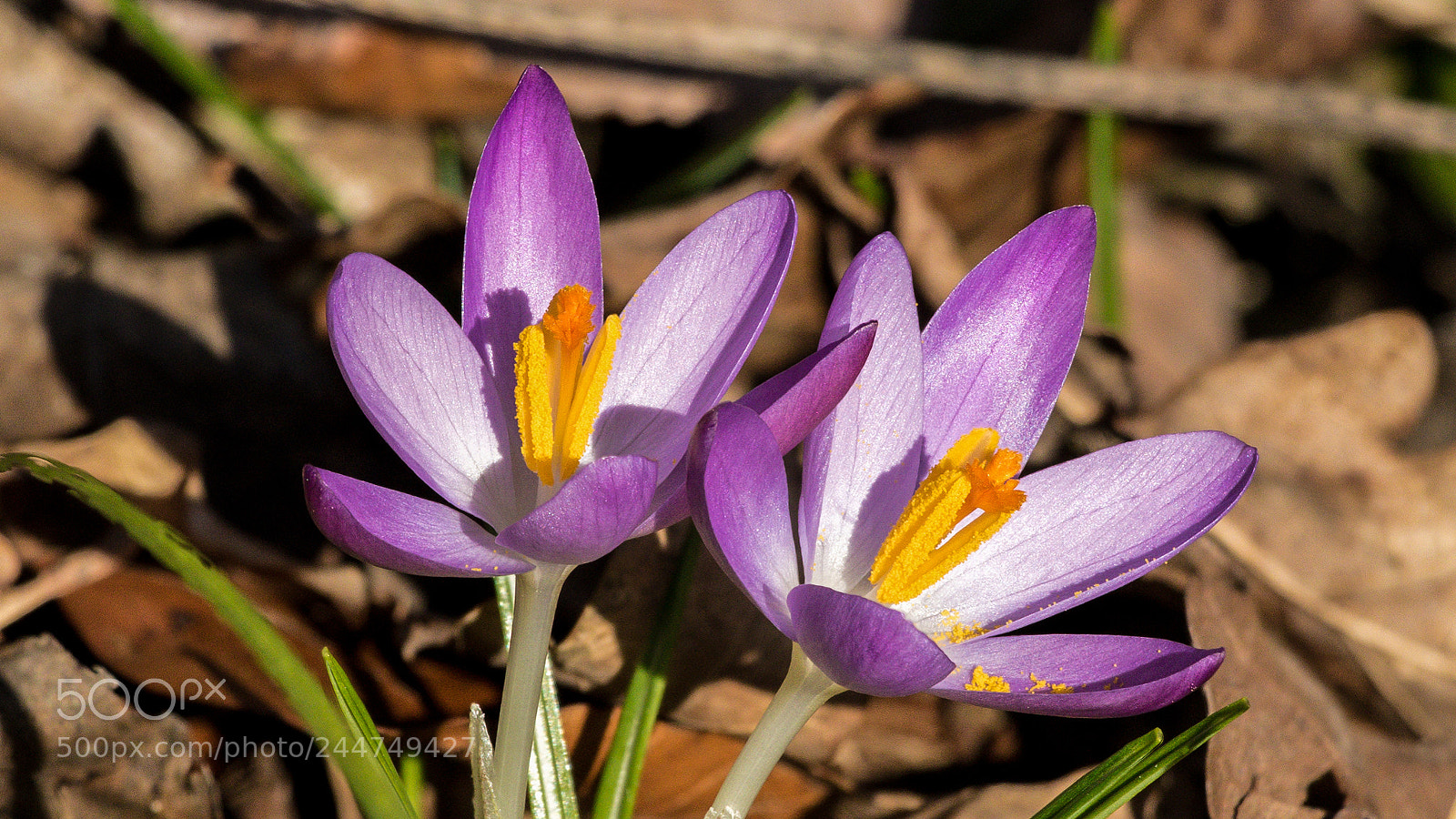Canon EOS 7D Mark II sample photo. Krokusse photography