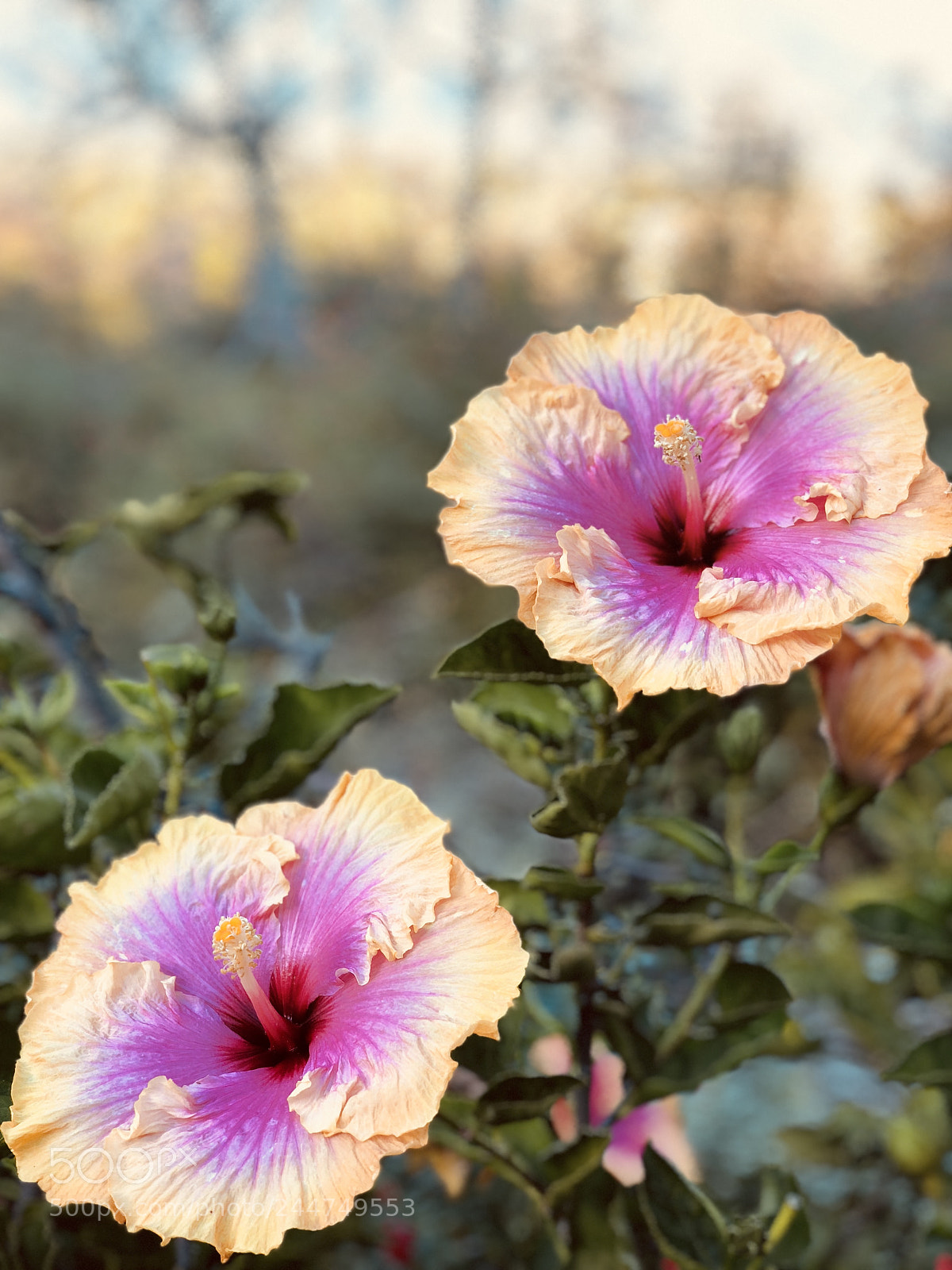 Apple iPhone X sample photo. Hibiscus photography