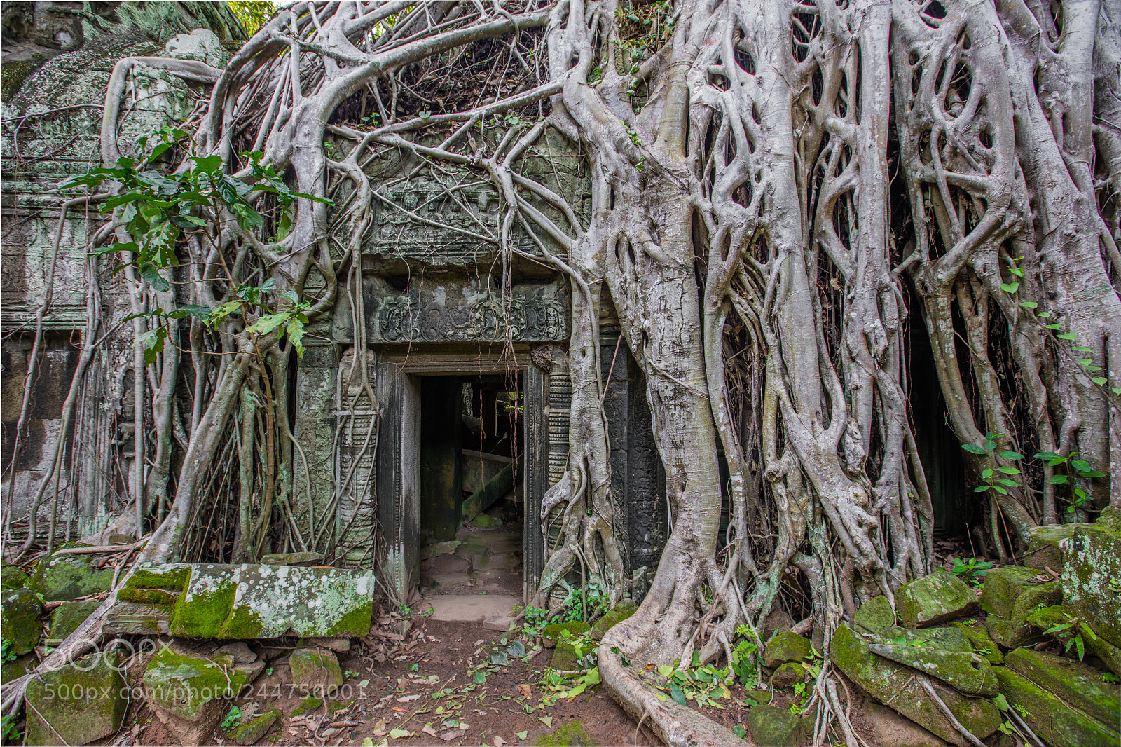 Canon EOS 5DS R sample photo. Ta prohm tomb raider photography