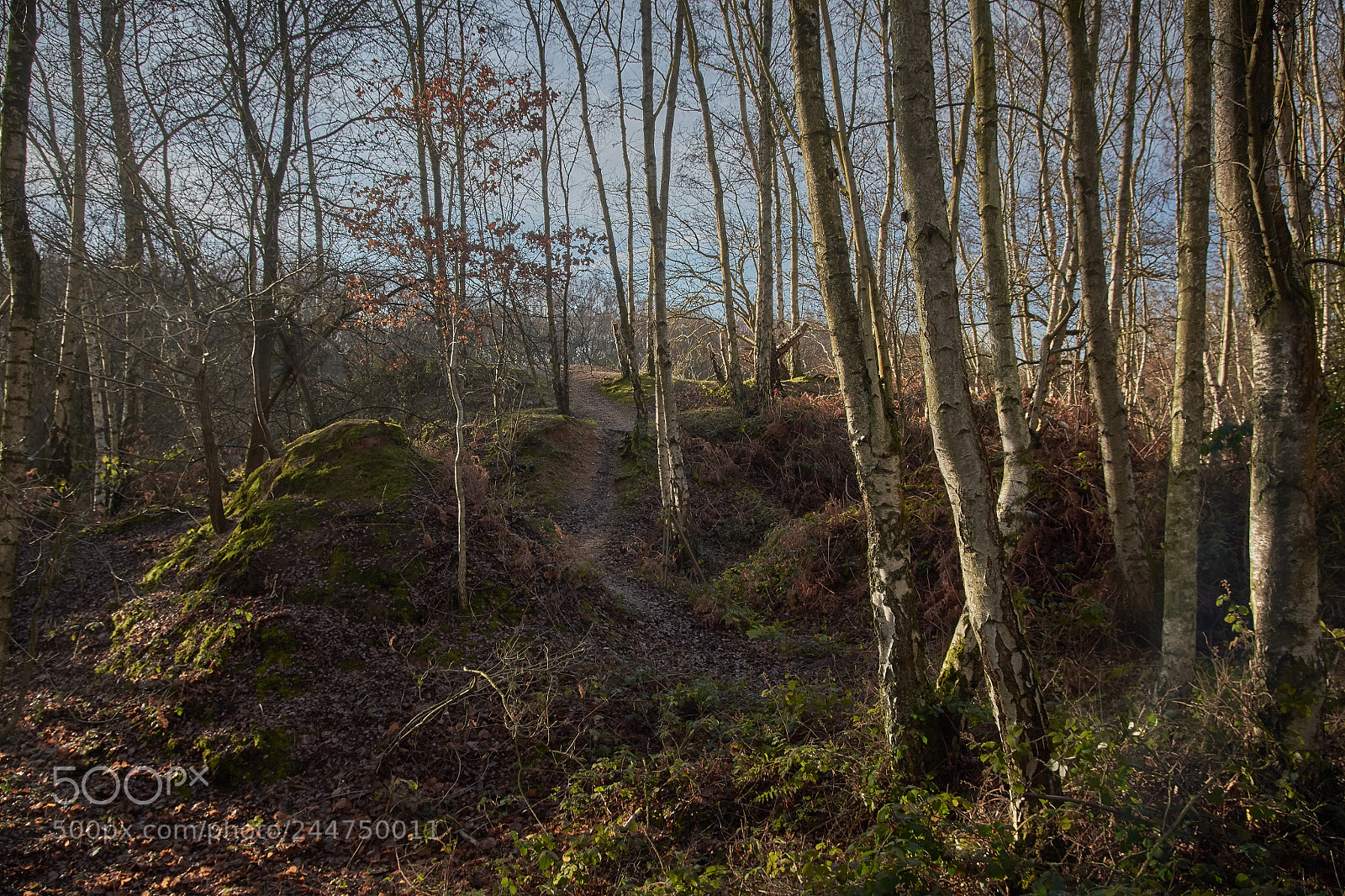 Nikon D7200 sample photo. Mardley heath, hertfordshire photography