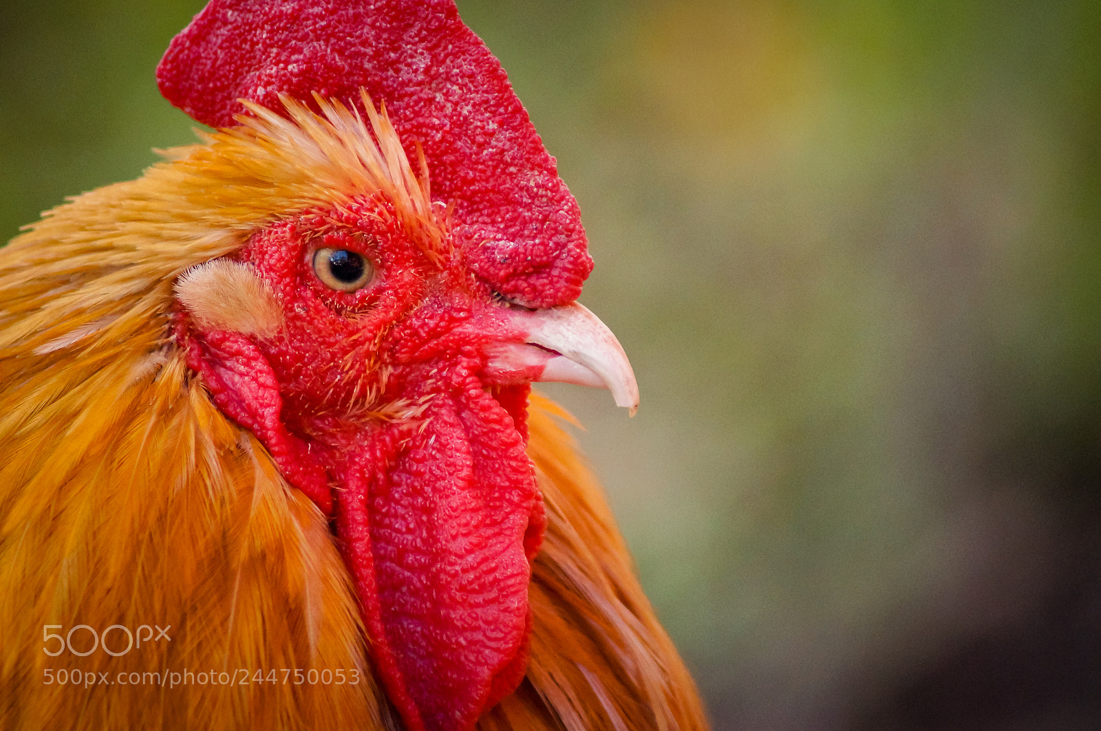 Sony SLT-A57 sample photo. Yellow rooster photography