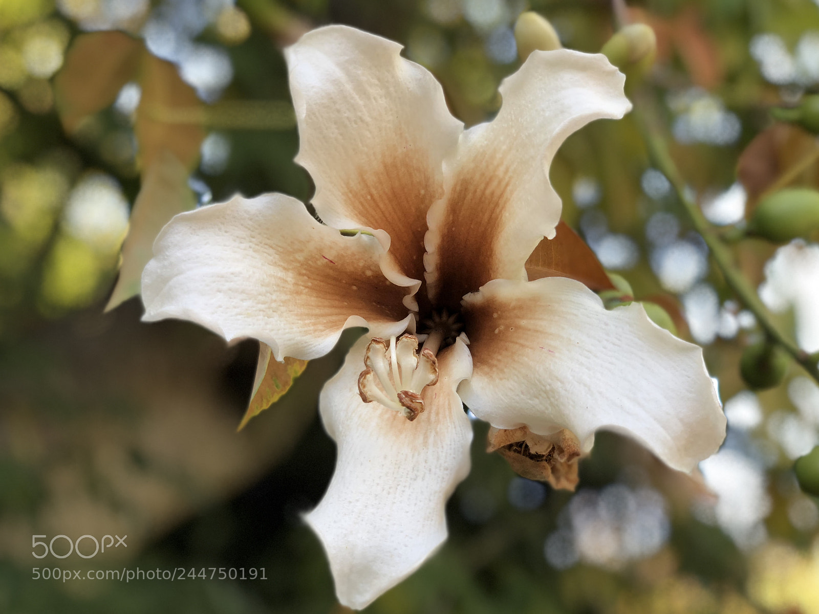 Apple iPhone X sample photo. Flower photography