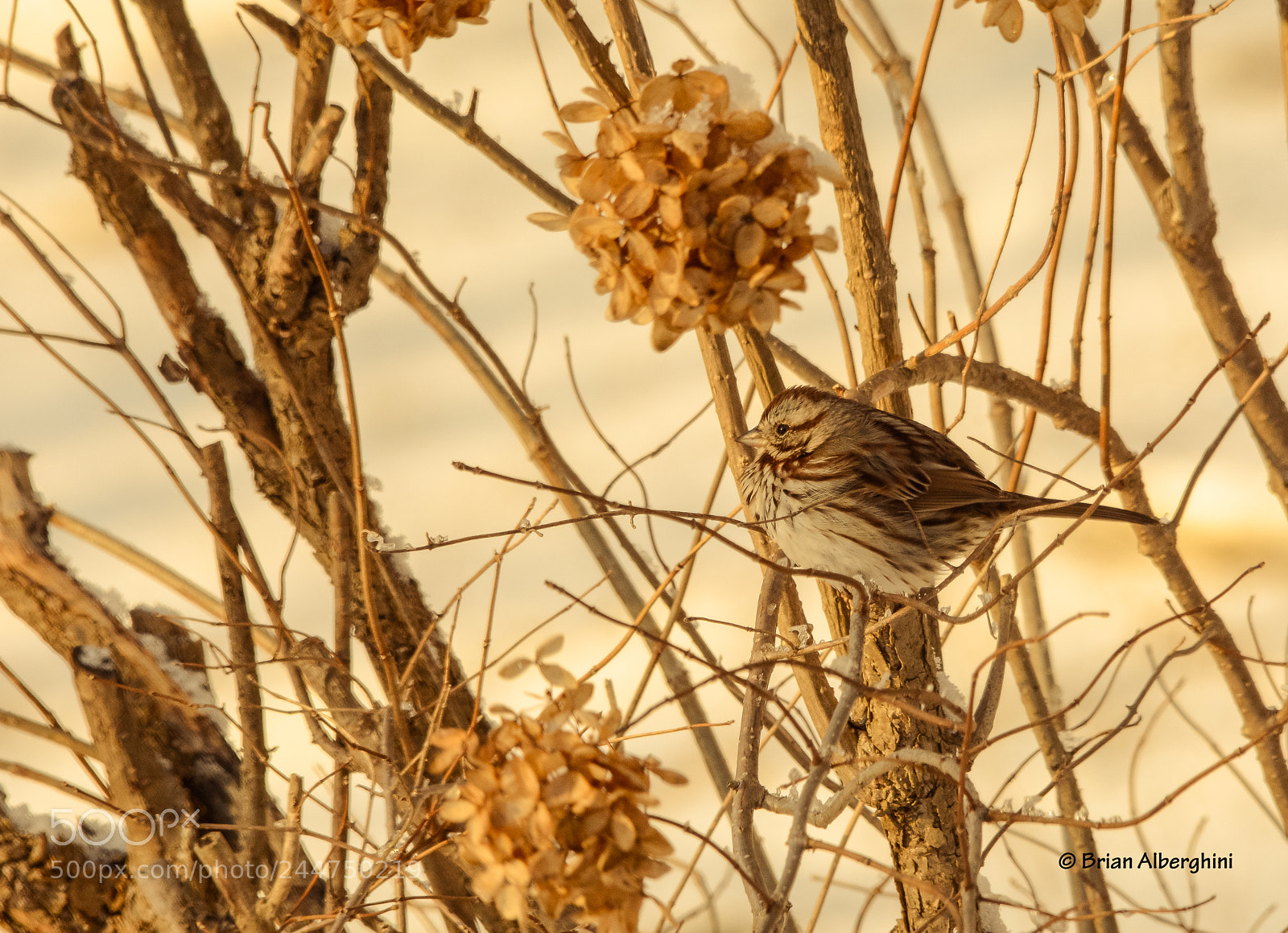 Nikon D7100 sample photo. Watching sunset photography